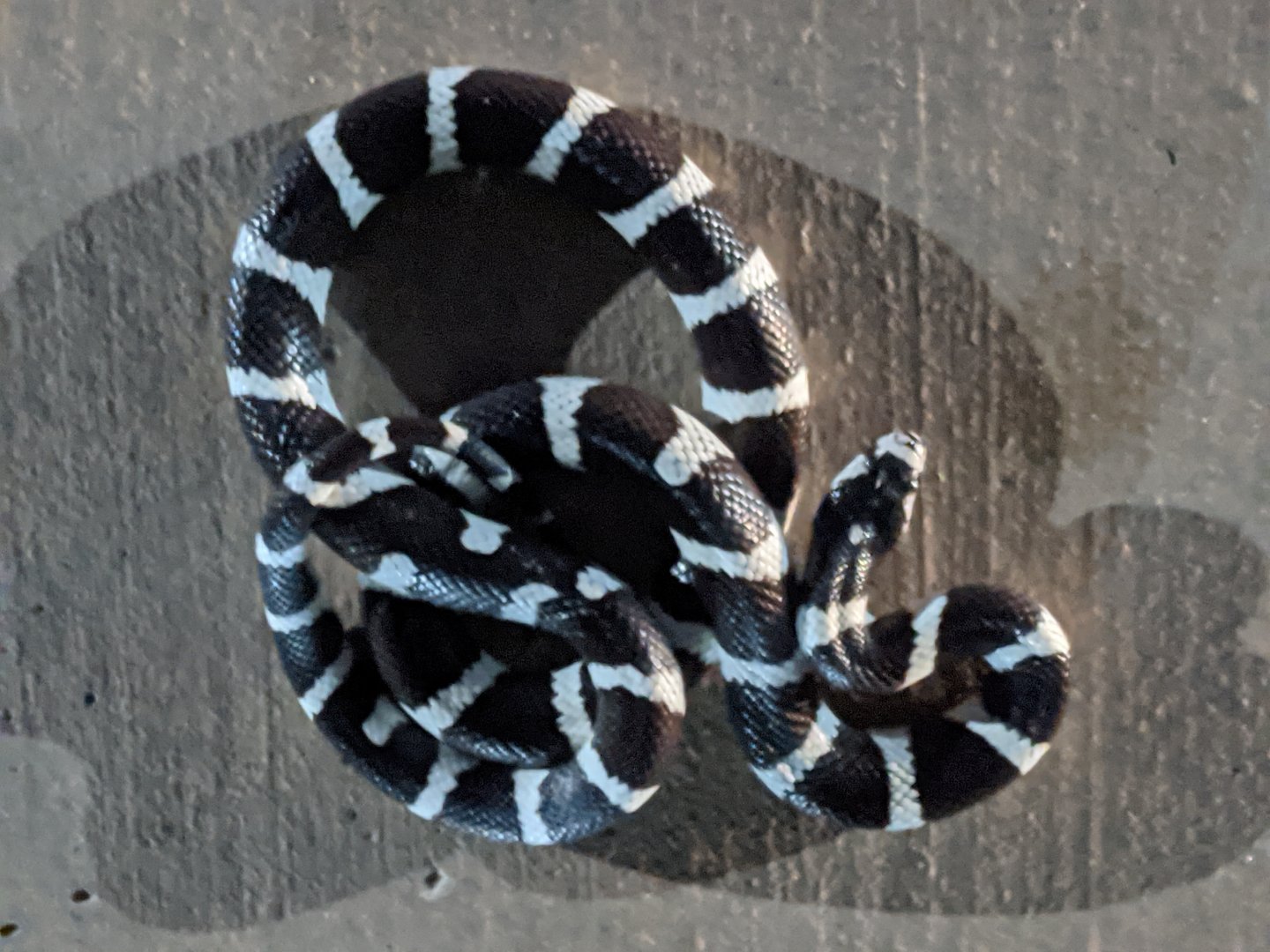 California kingsnake (Lampropeltis getula californiae)