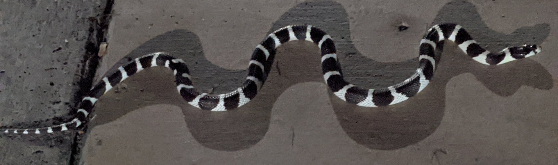 California kingsnake (Lampropeltis getula californiae)