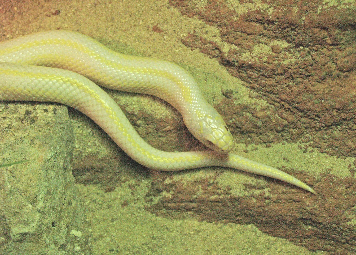 California kingsnake morph (Lampropeltis getula californiae), 2009-04-14