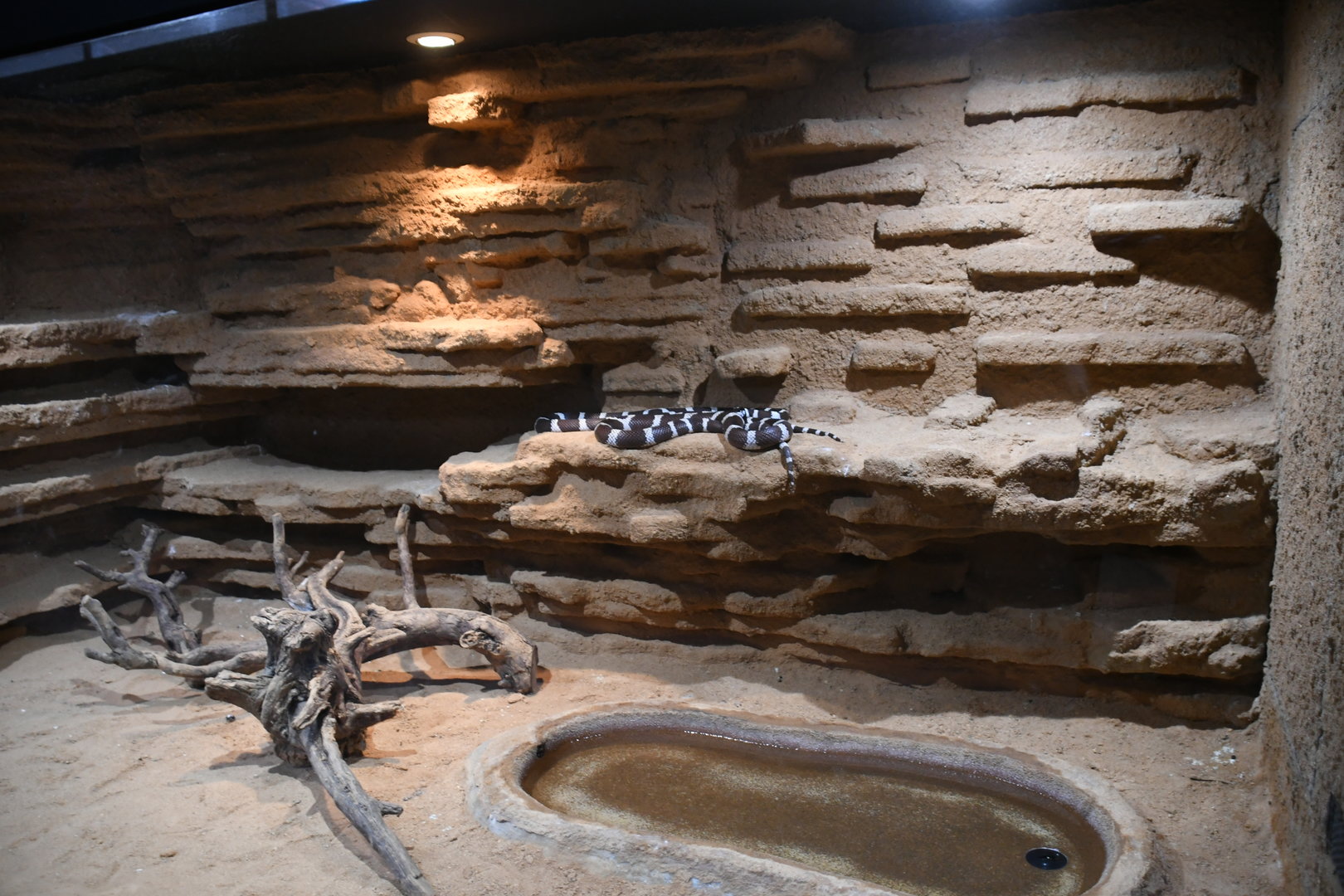 California Kingsnake tank (Reptile House)