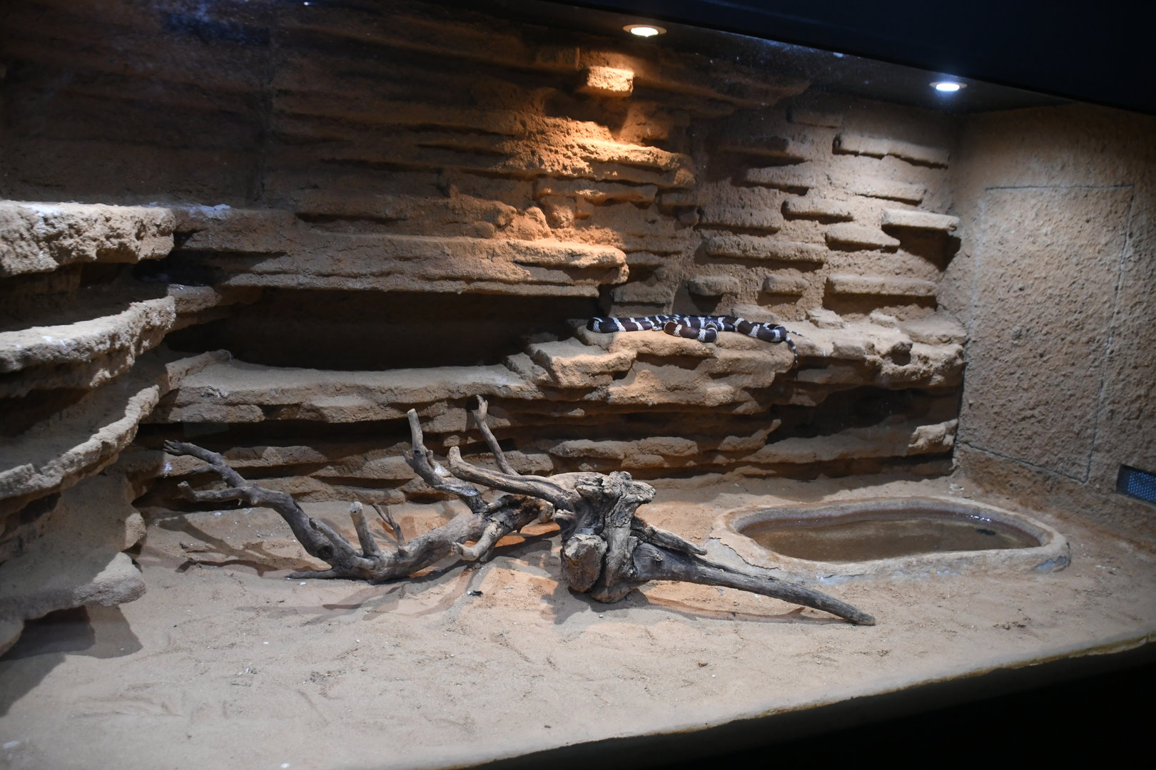 California Kingsnake tank (Reptile House)