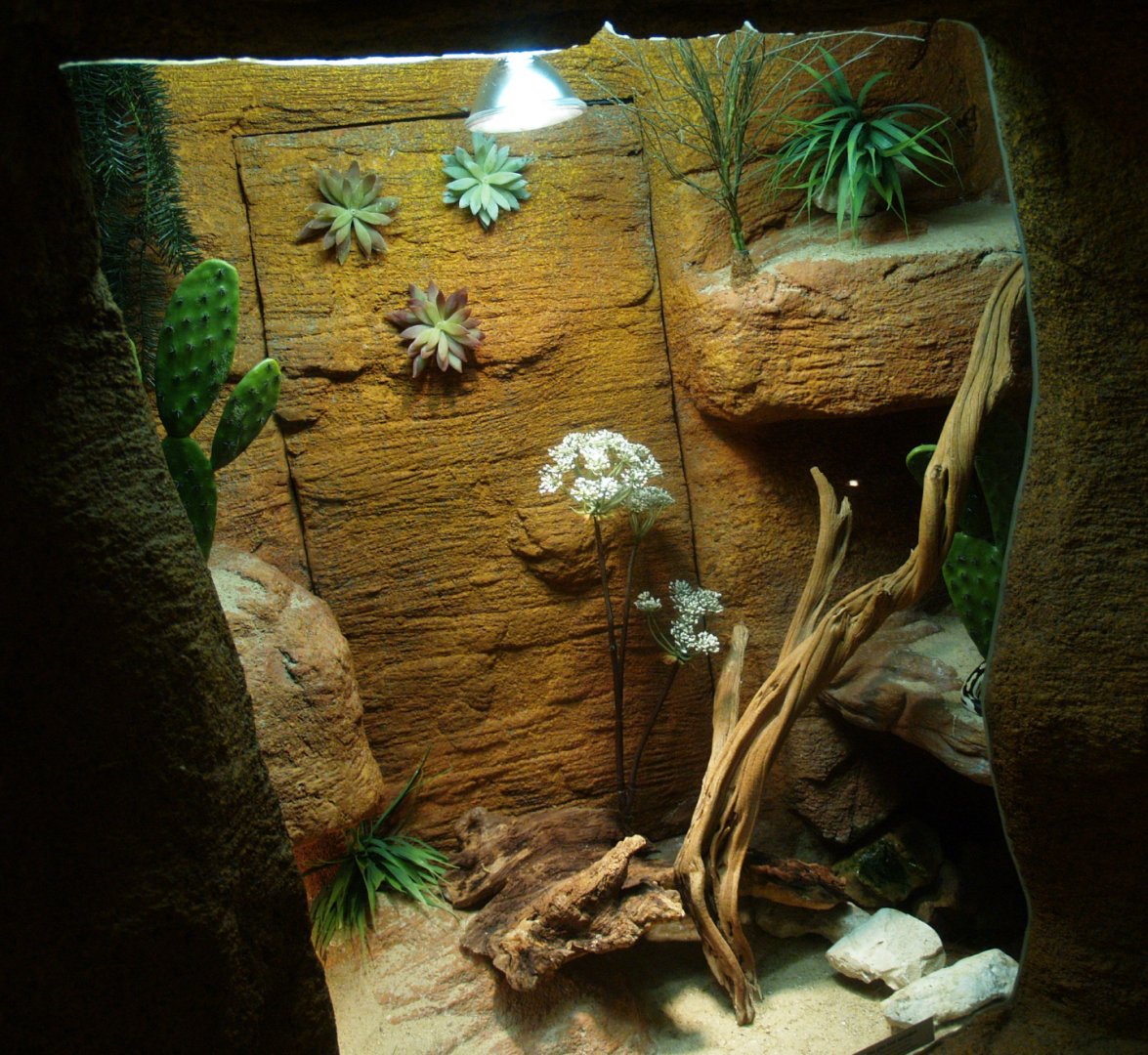 California kingsnake terrarium, 2014-02-16