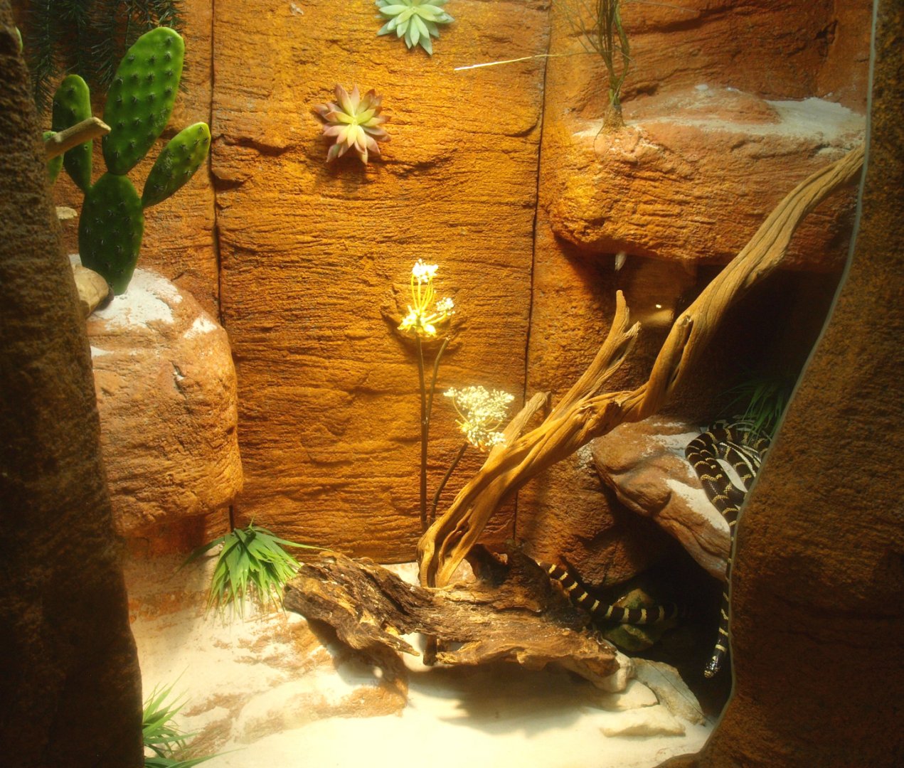 California kingsnake terrarium, 2017-02-06