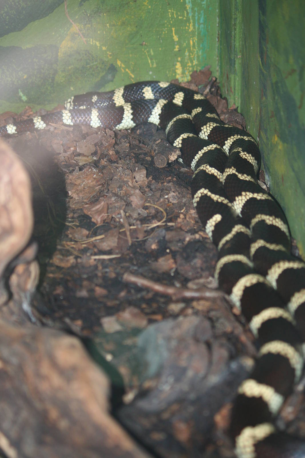 California kingsnake