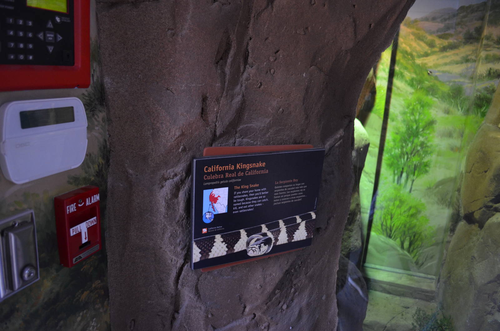 CALIFORNIA KINGSNAKE