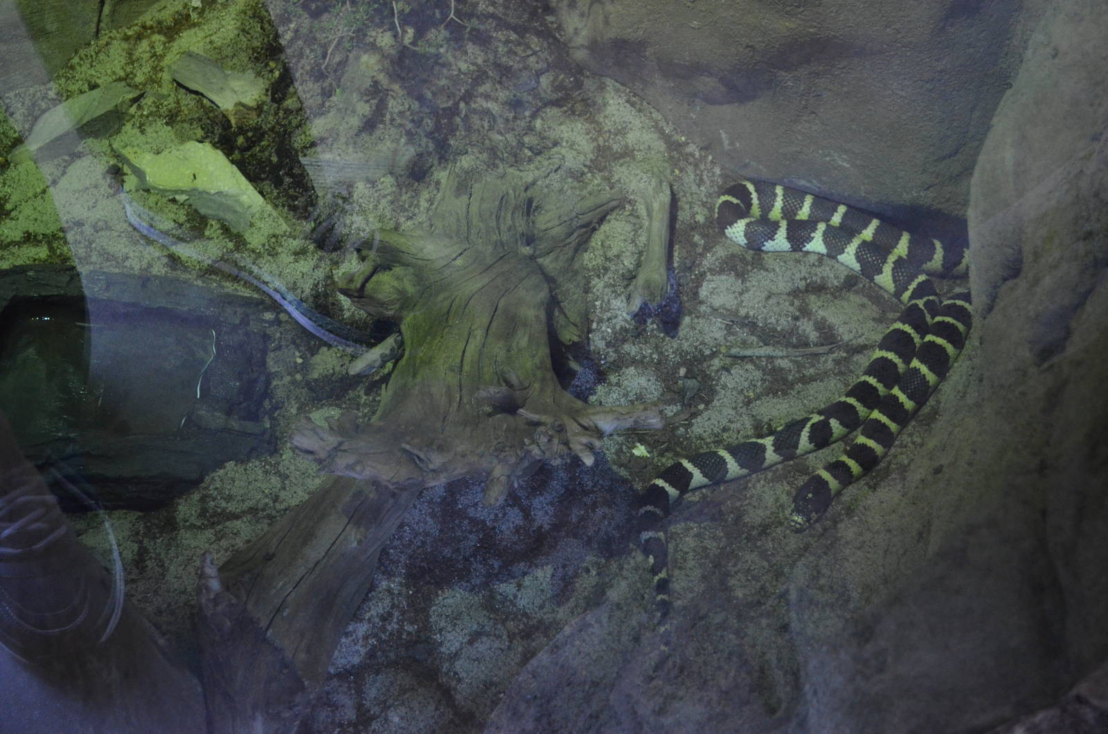 CALIFORNIA KINGSNAKE