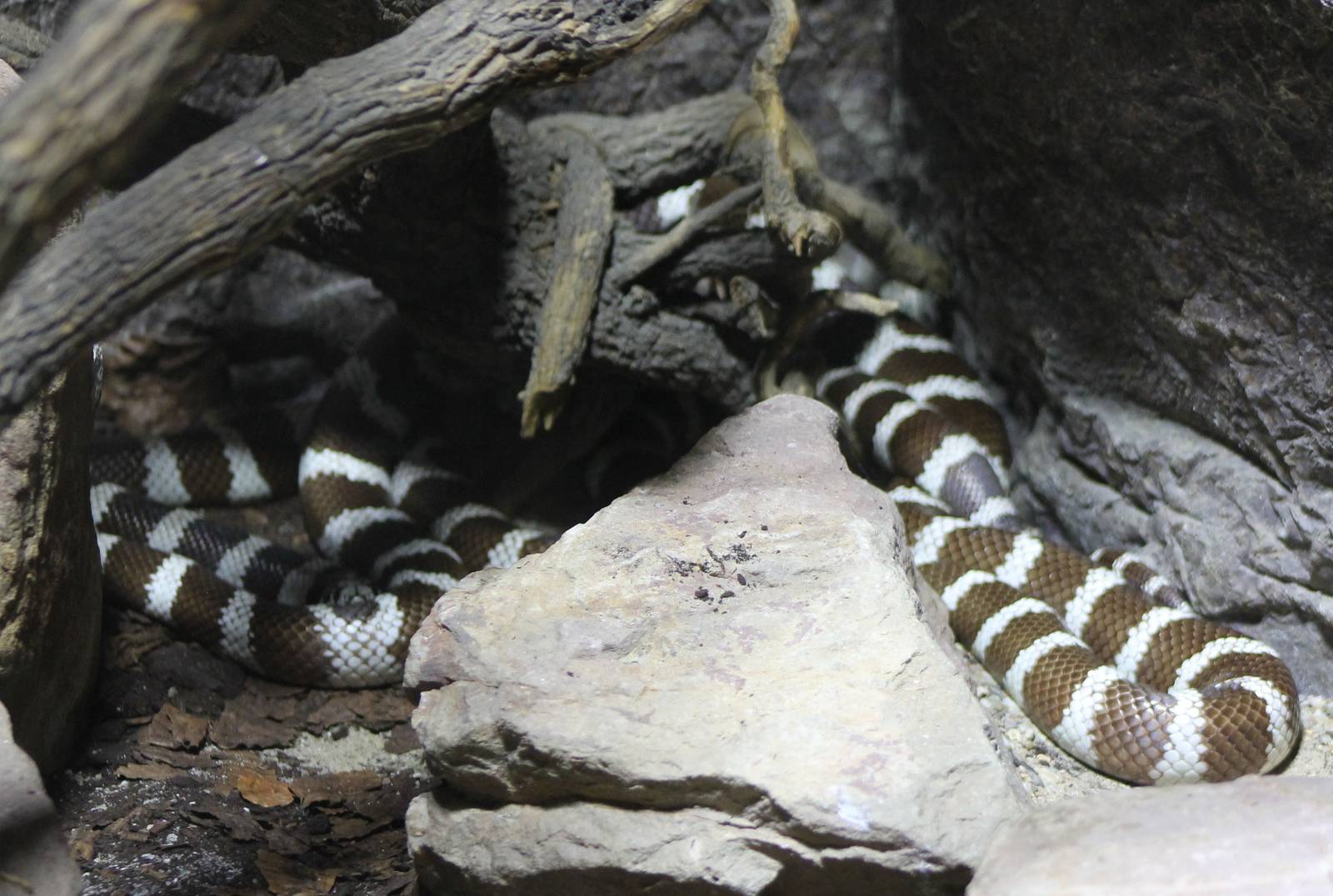 California kingsnake