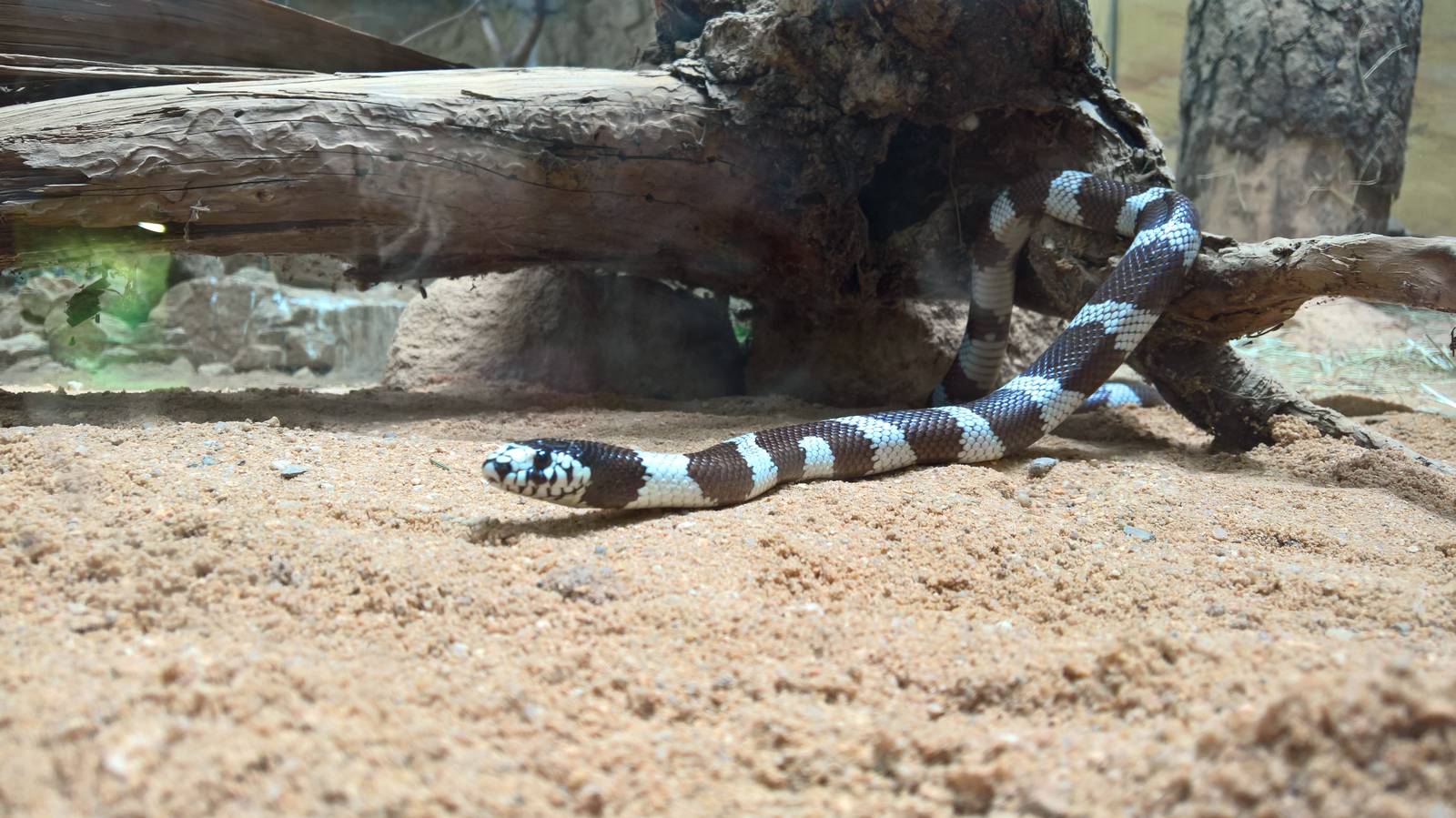 California kingsnake