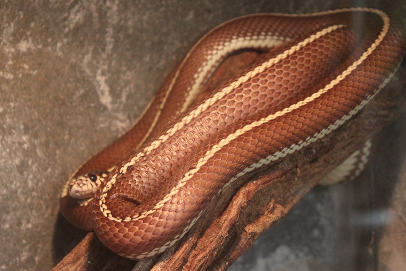 California kingsnake