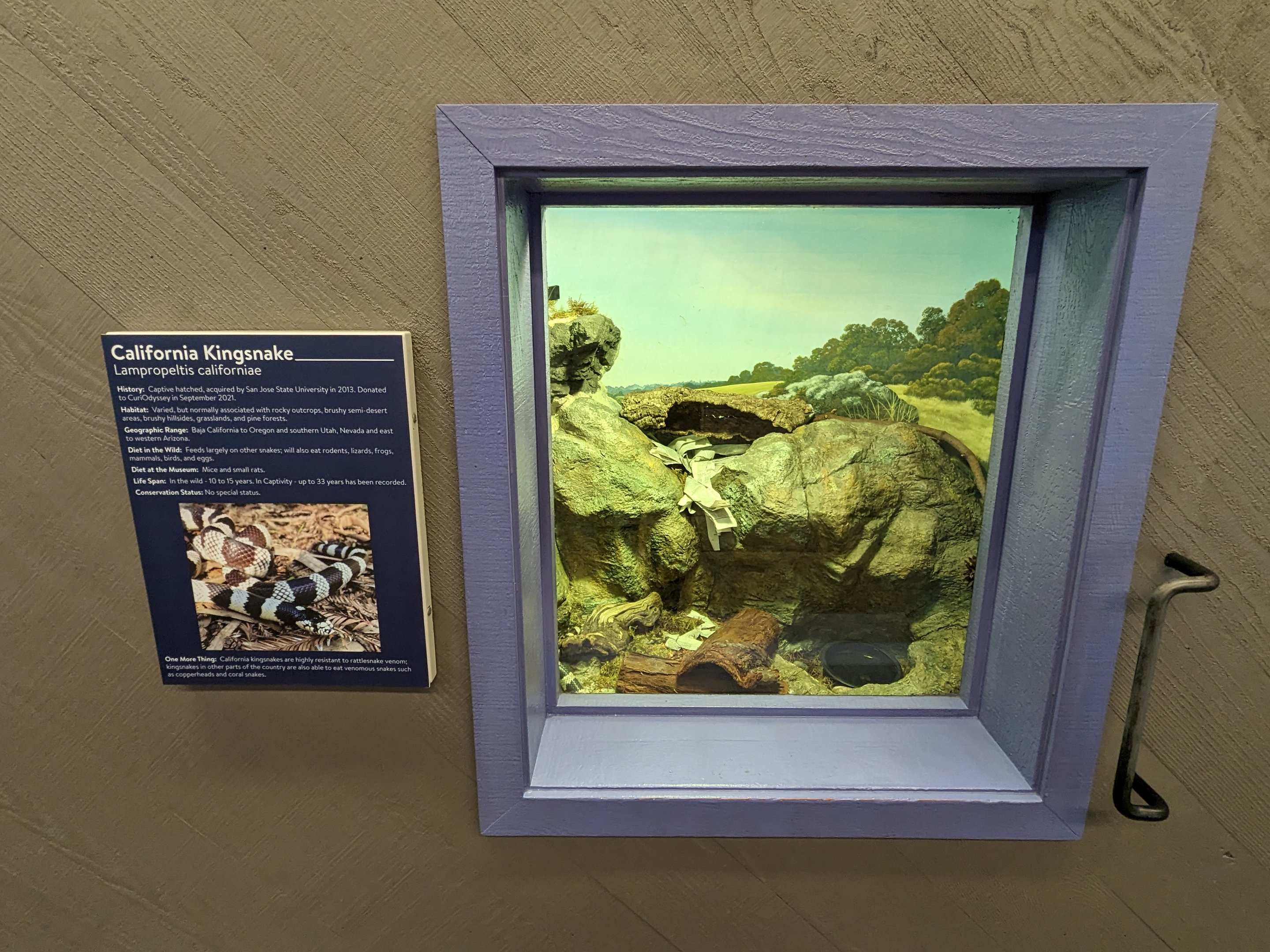 California Kingsnake