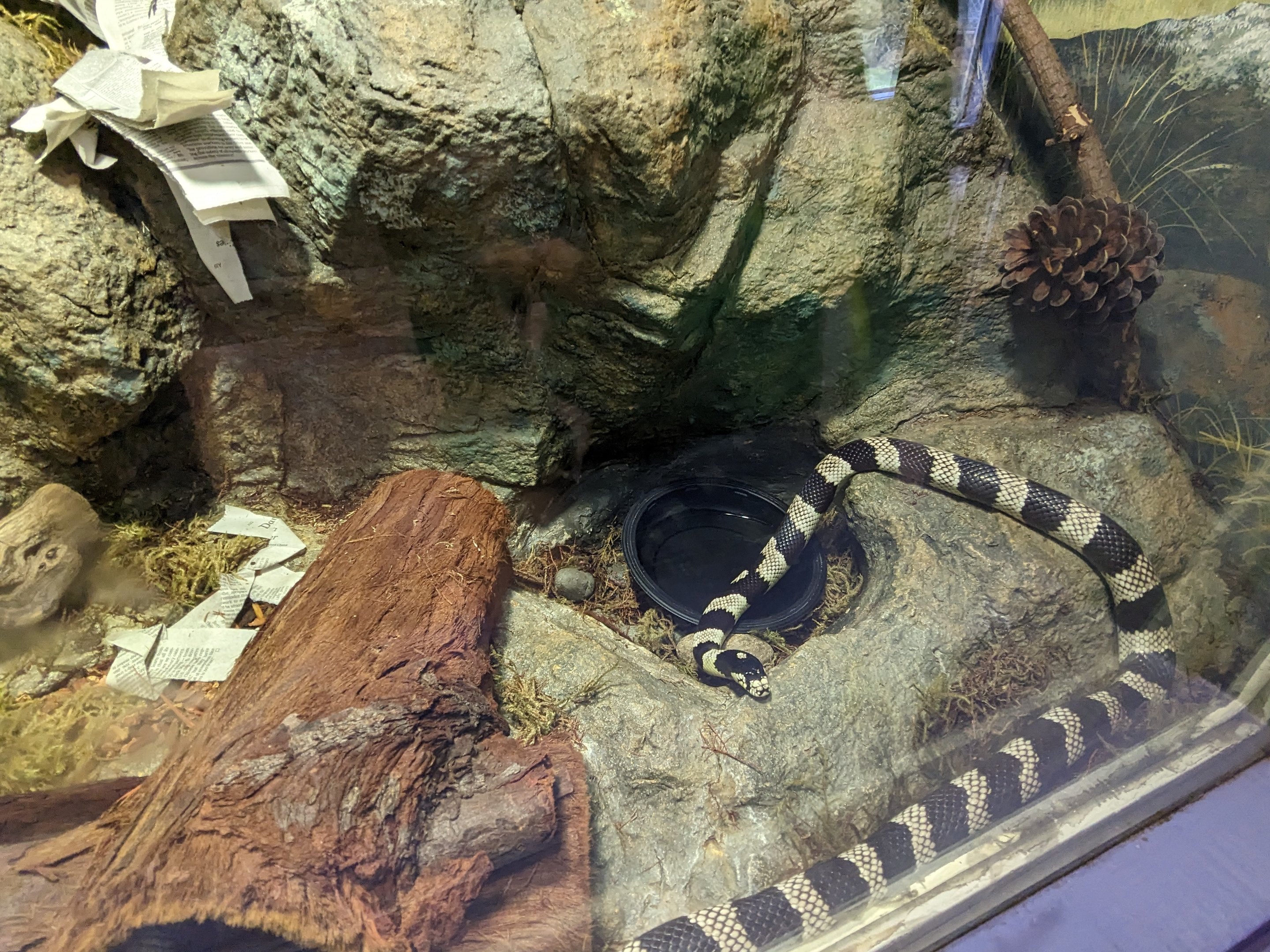 California Kingsnake