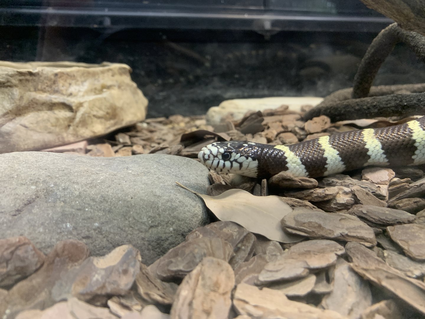 California Kingsnake