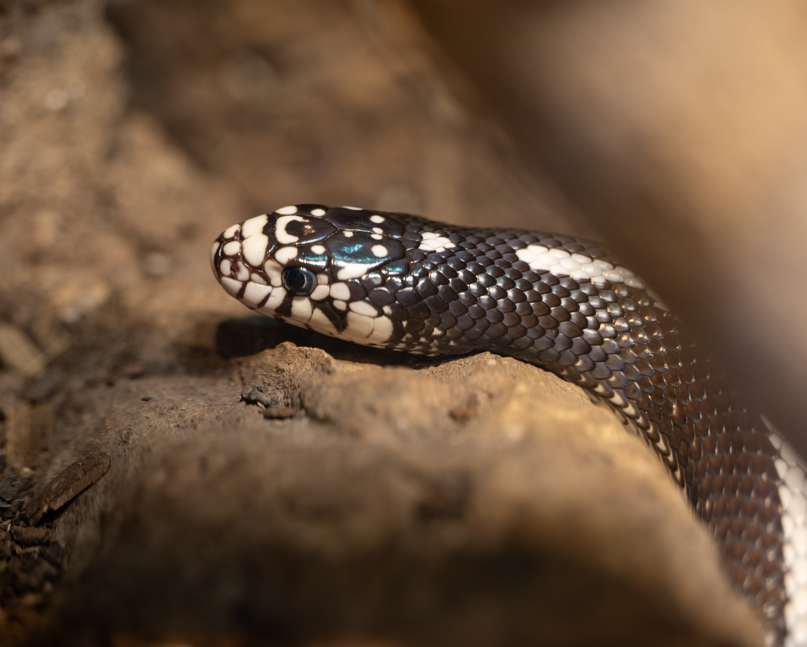 California Kingsnake