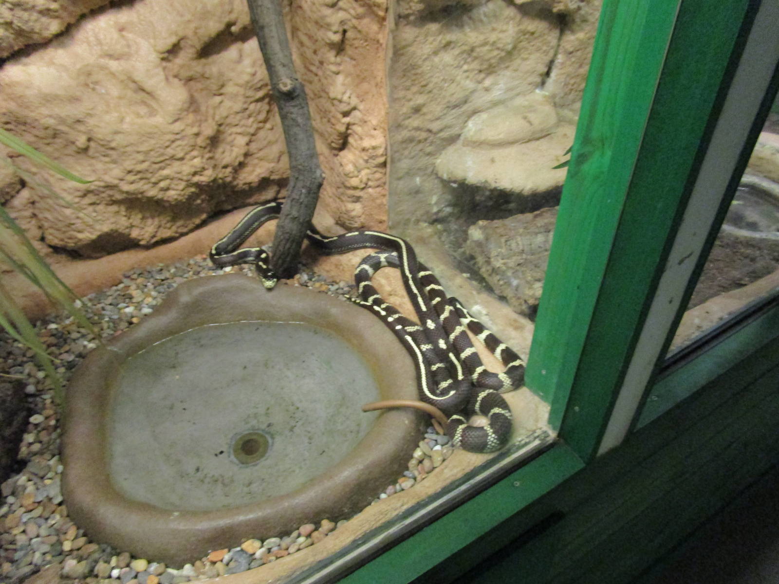 California Kingsnakes