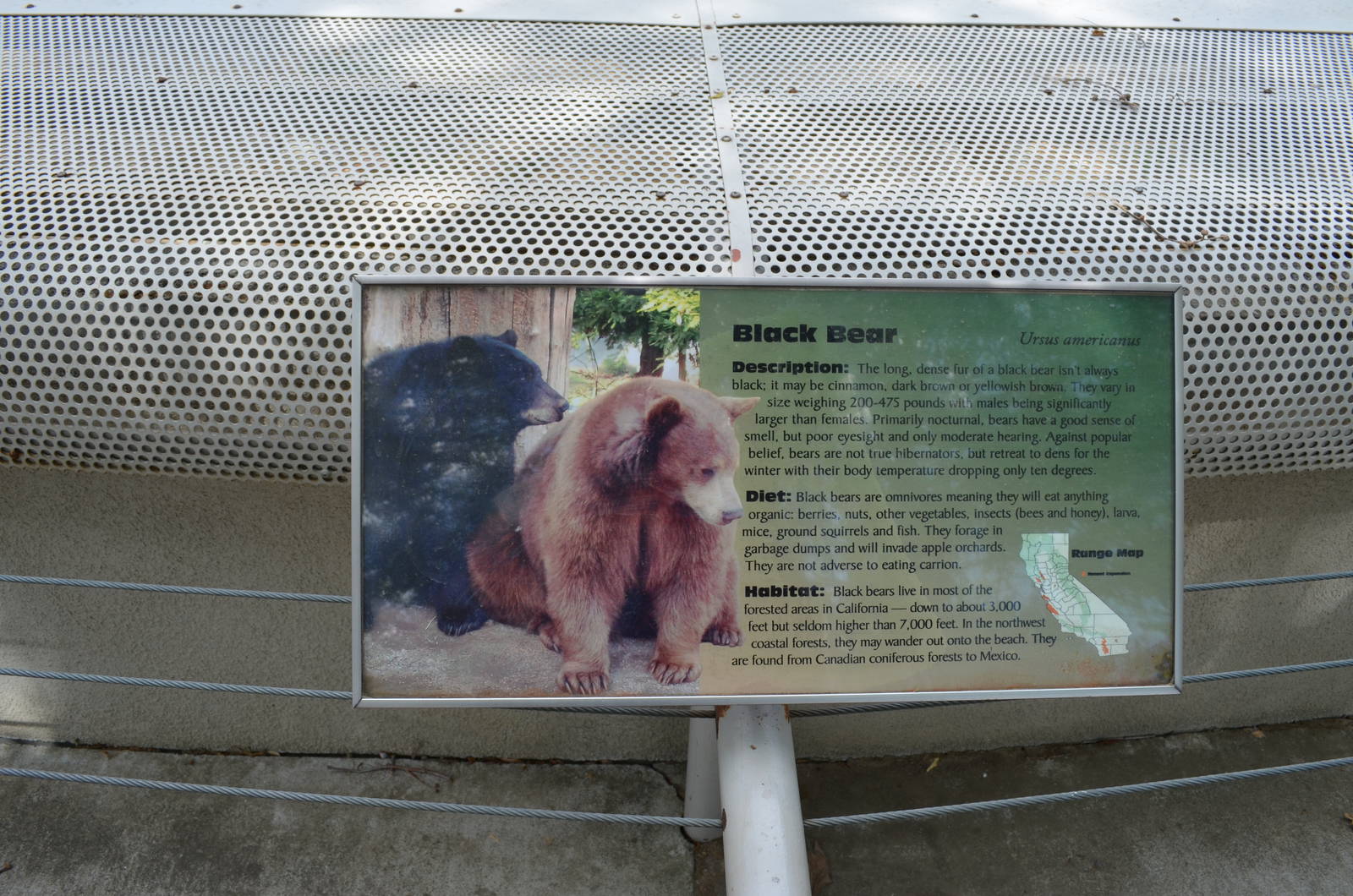 California Living Museum - American Black Bear