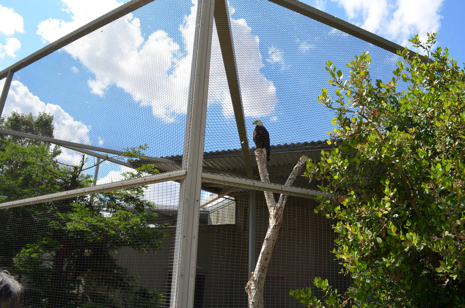 California Living Museum - Bald Eagle Exhibit