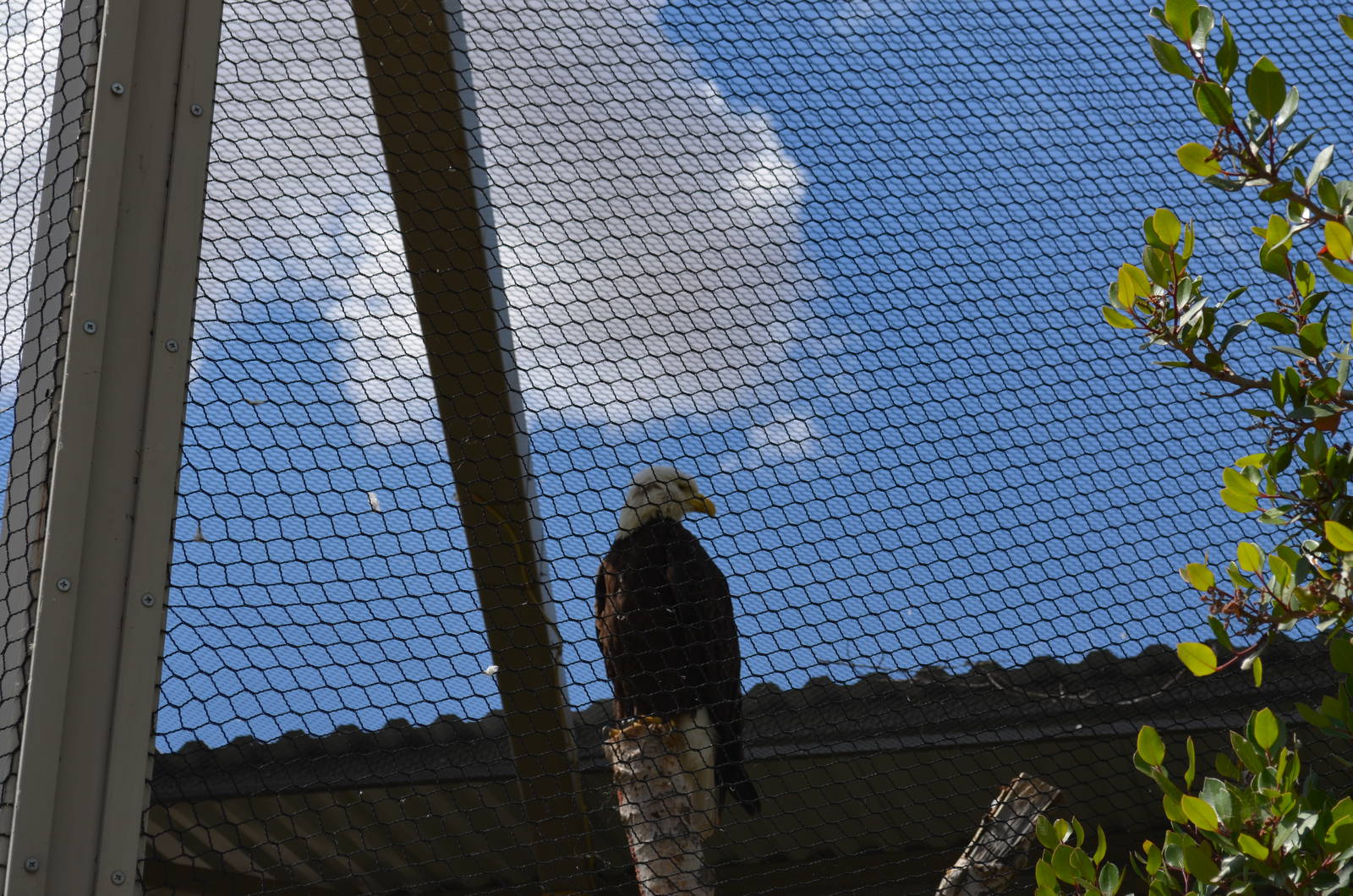 California Living Museum - Bald Eagle