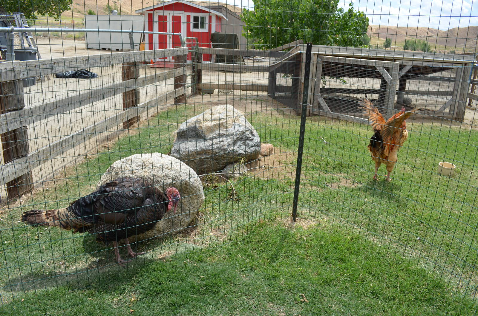 California Living Museum - Barnyard Display