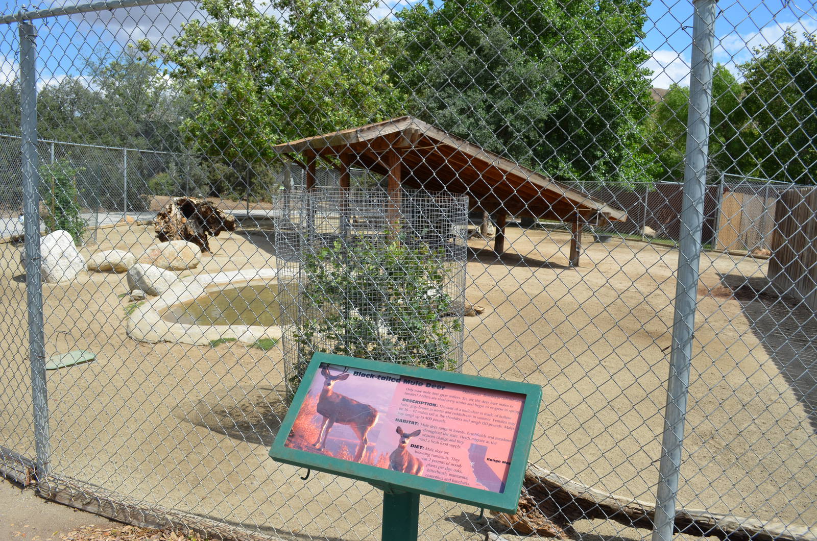 California Living Museum - Black-tailed Deer Exhibit