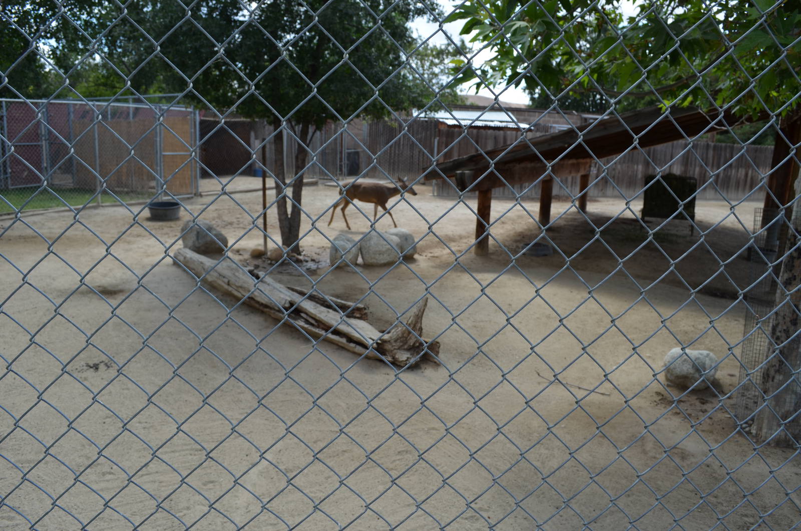 California Living Museum - Black-tailed Deer Exhibit
