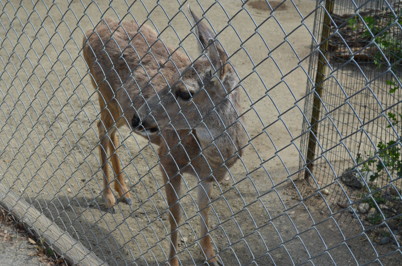 California Living Museum - Black-tailed Deer