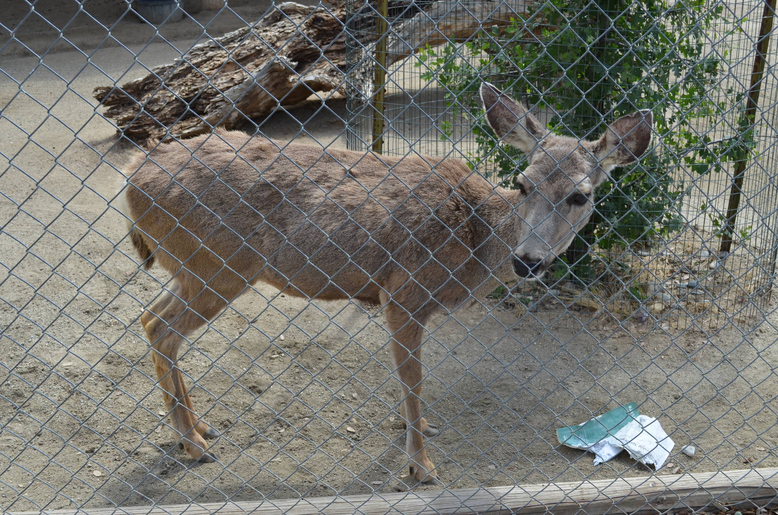 California Living Museum - Black-tailed Deer