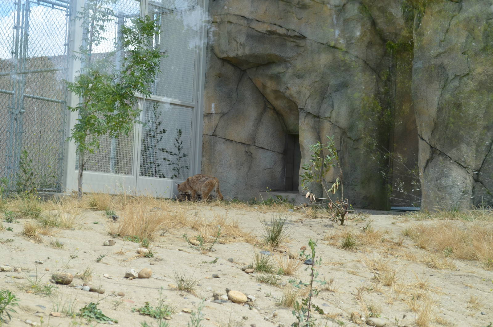 California Living Museum - Bobcat Habitat