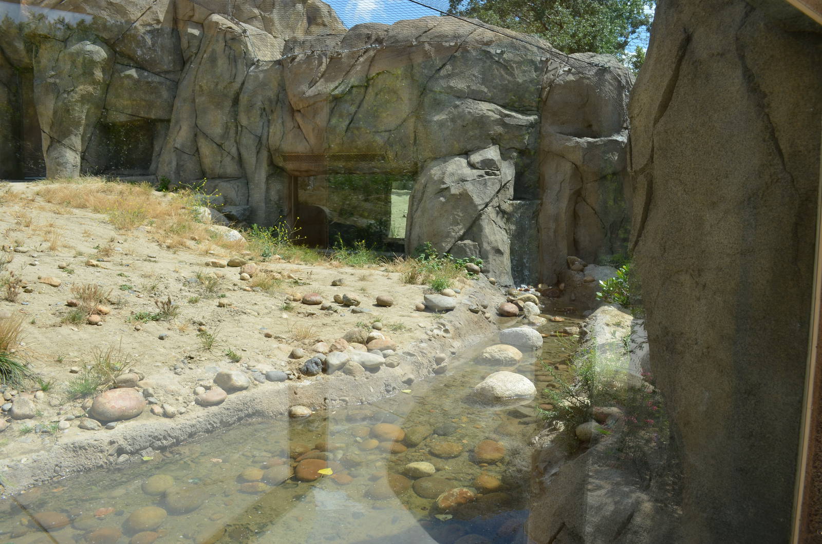 California Living Museum - Bobcat Habitat