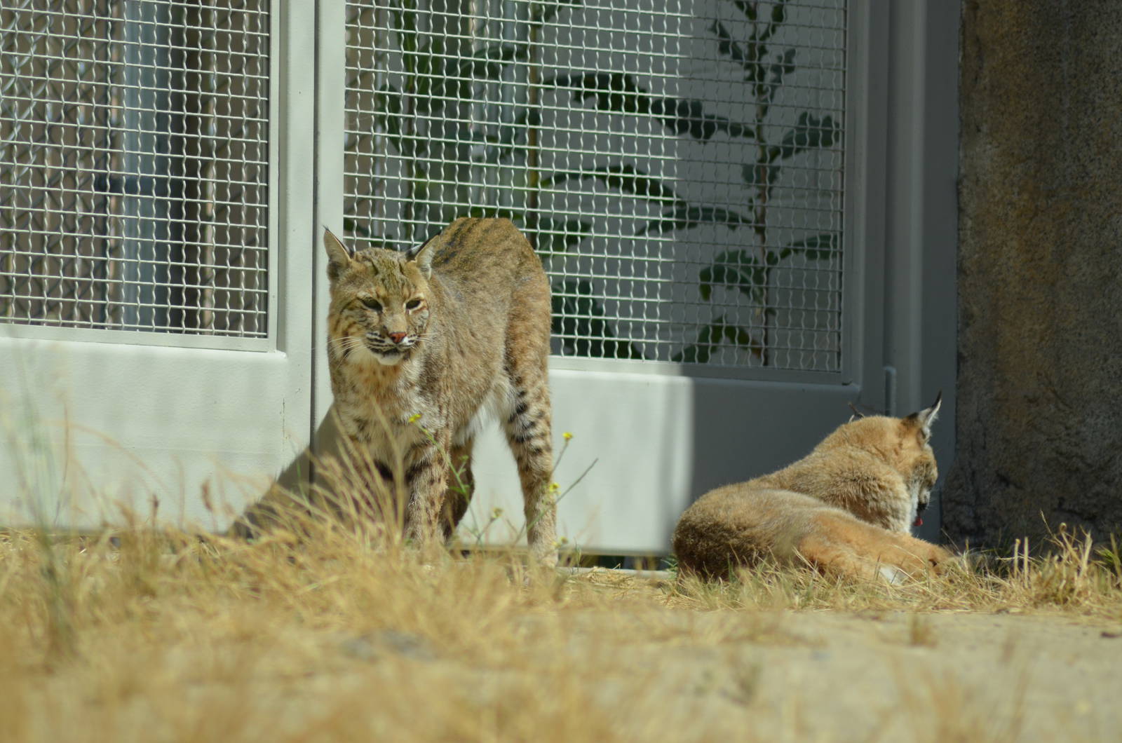 California Living Museum - Bobcats