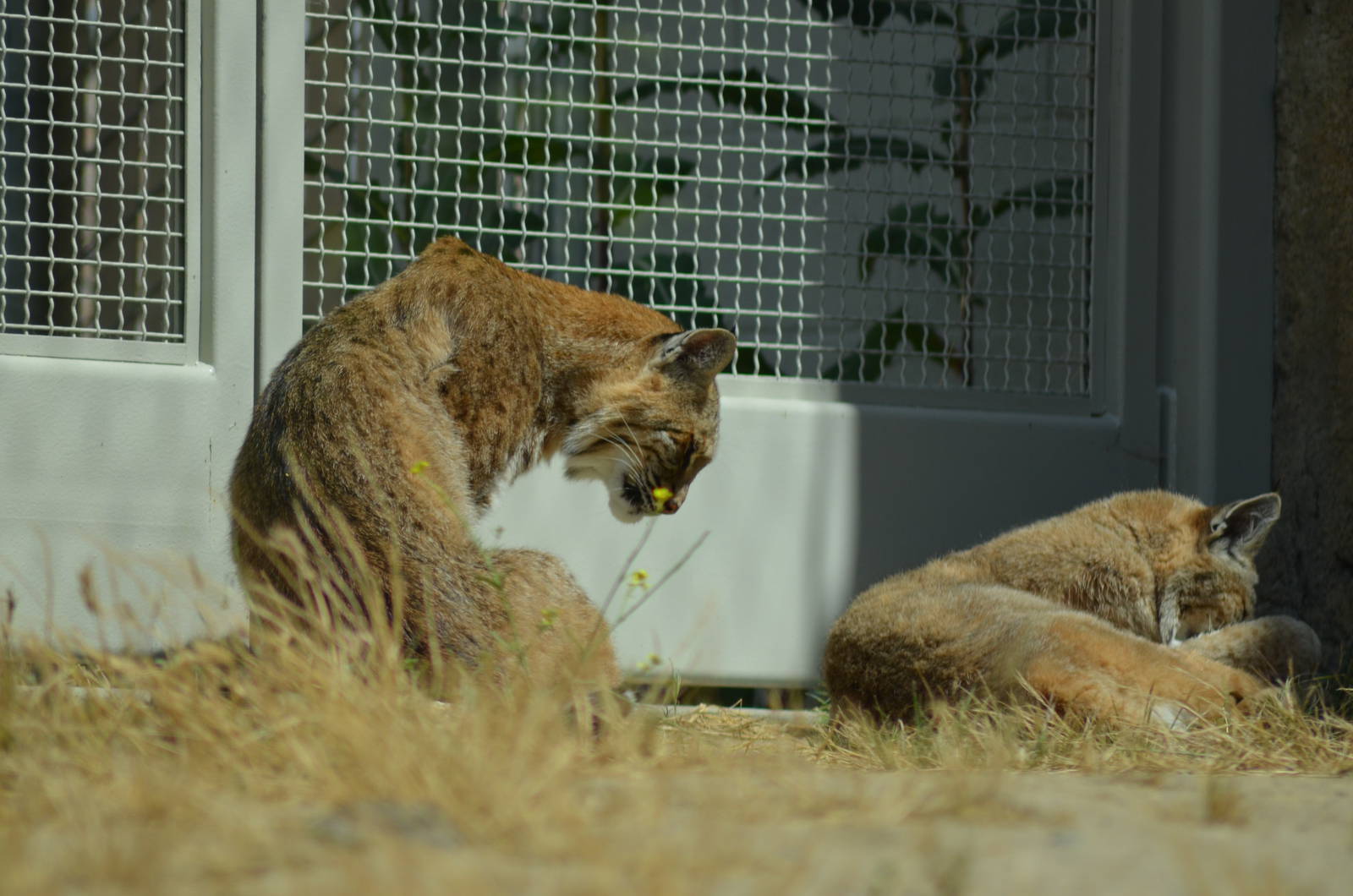 California Living Museum - Bobcats