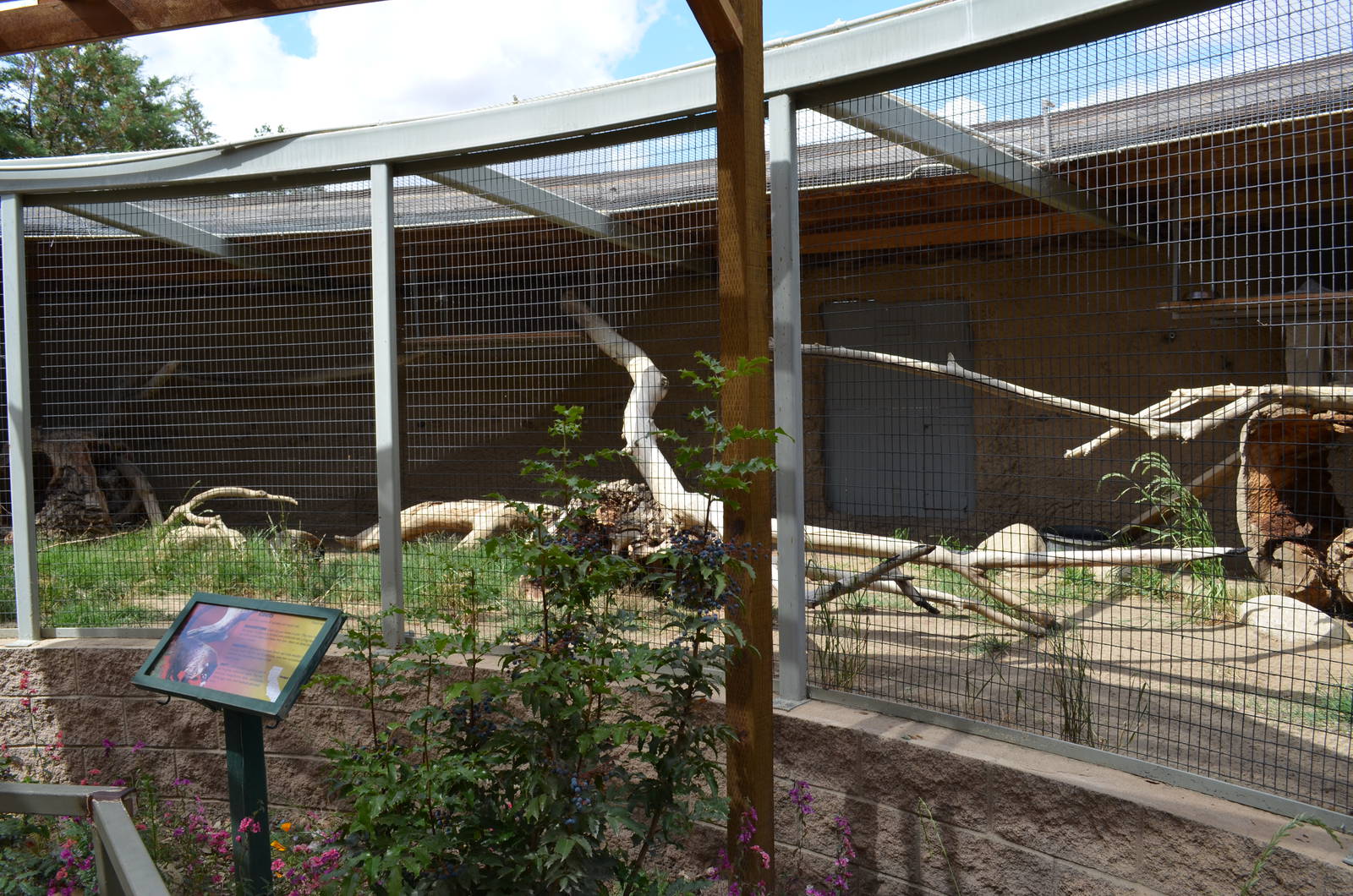 California Living Museum - Coatimundi