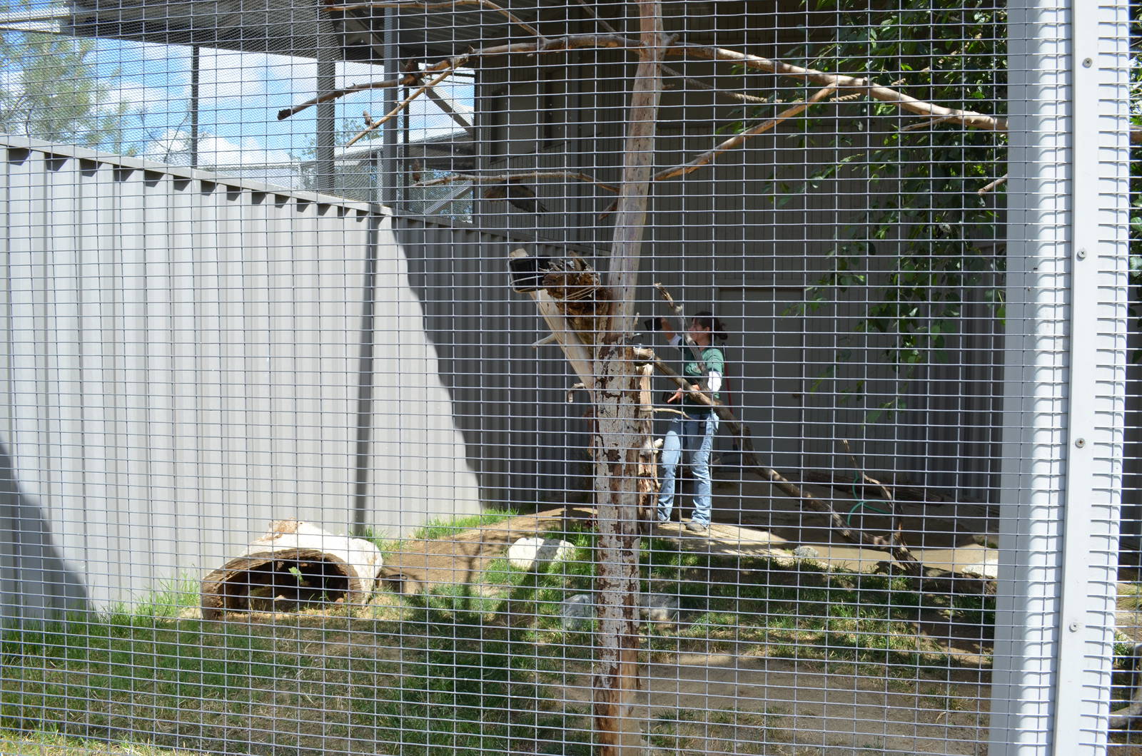 California Living Museum - Common Crow and Keeper