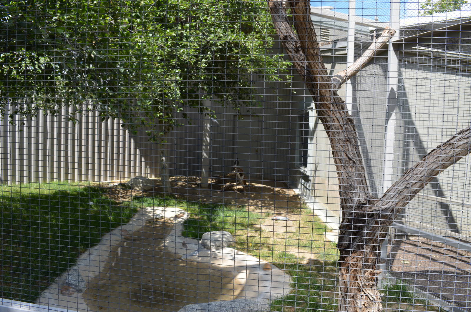 California Living Museum - Cooper's Hawk/Long-faced Owl/Barn Owl Aviary