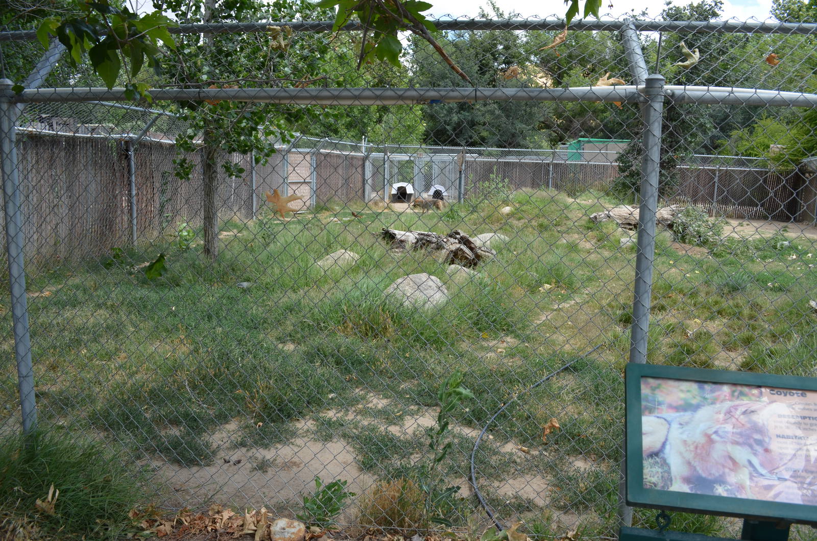 California Living Museum - Coyote Exhibit