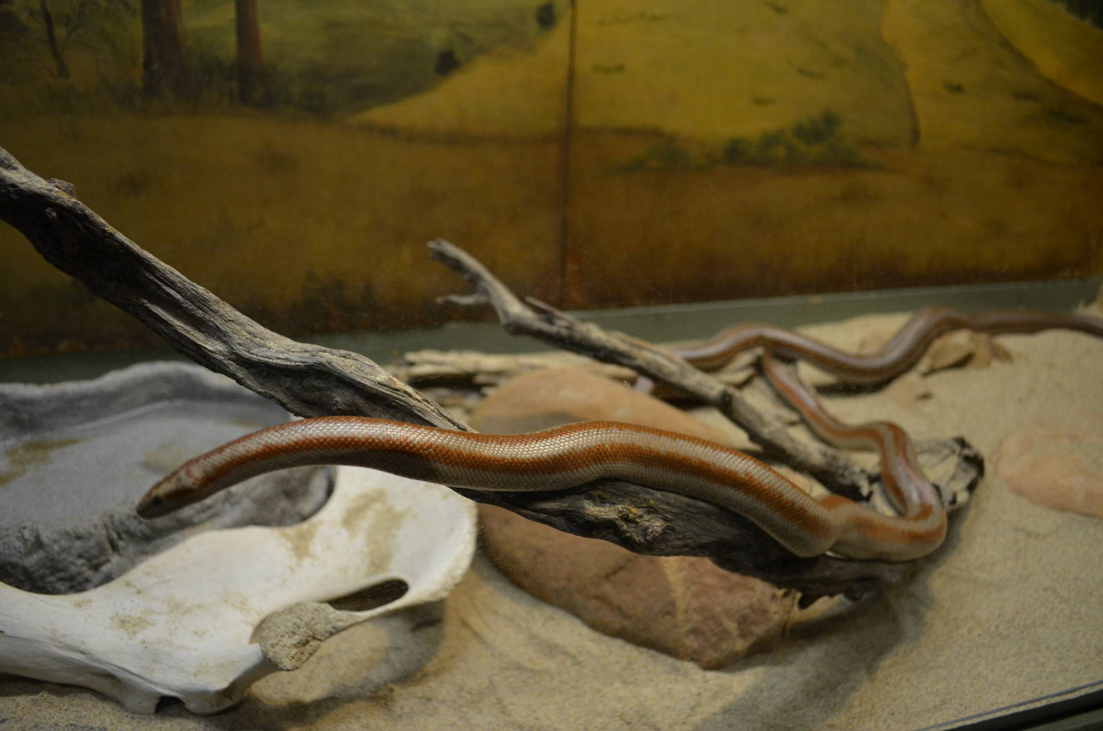 California Living Museum - Desert Rosy Boa