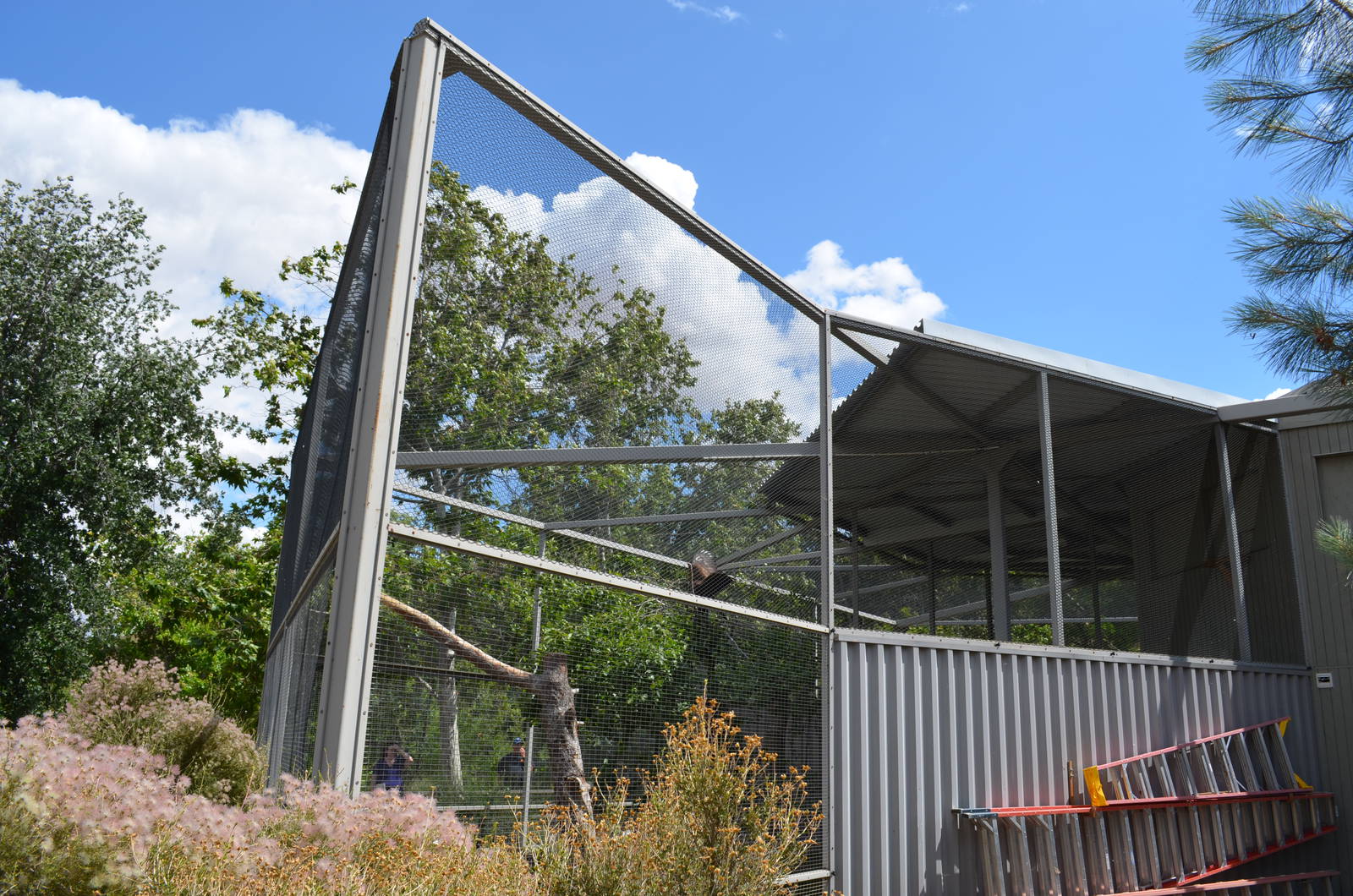 California Living Museum - Golden Eagle Aviary