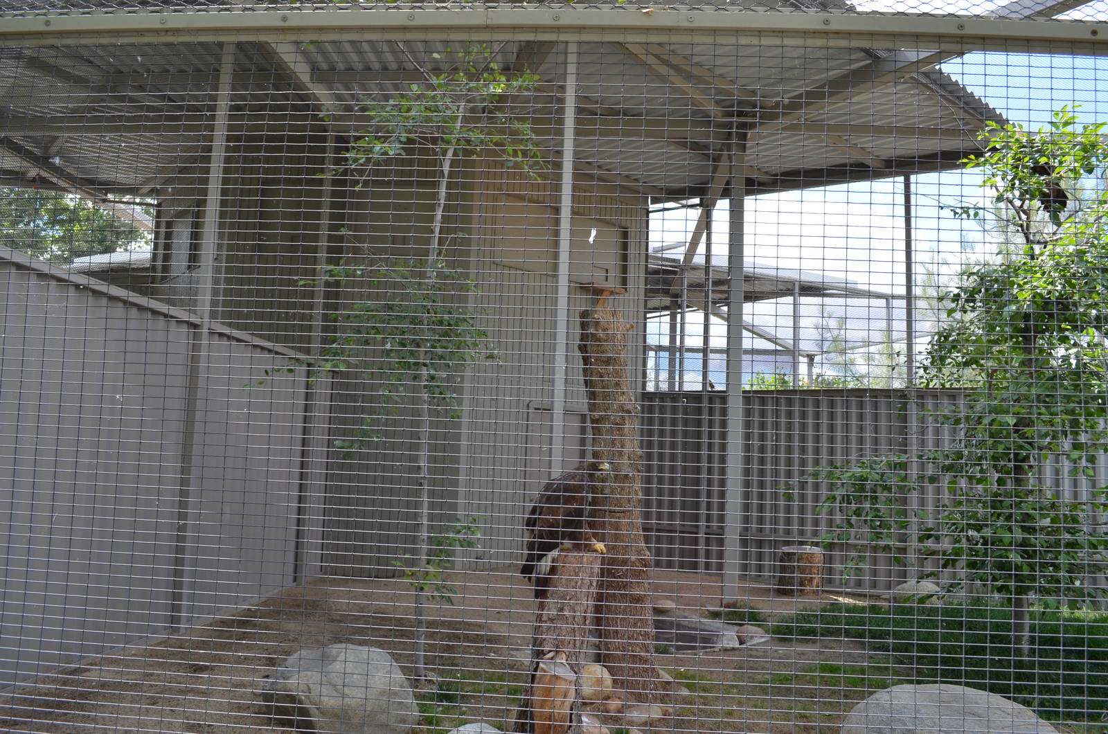 California Living Museum - Golden Eagles