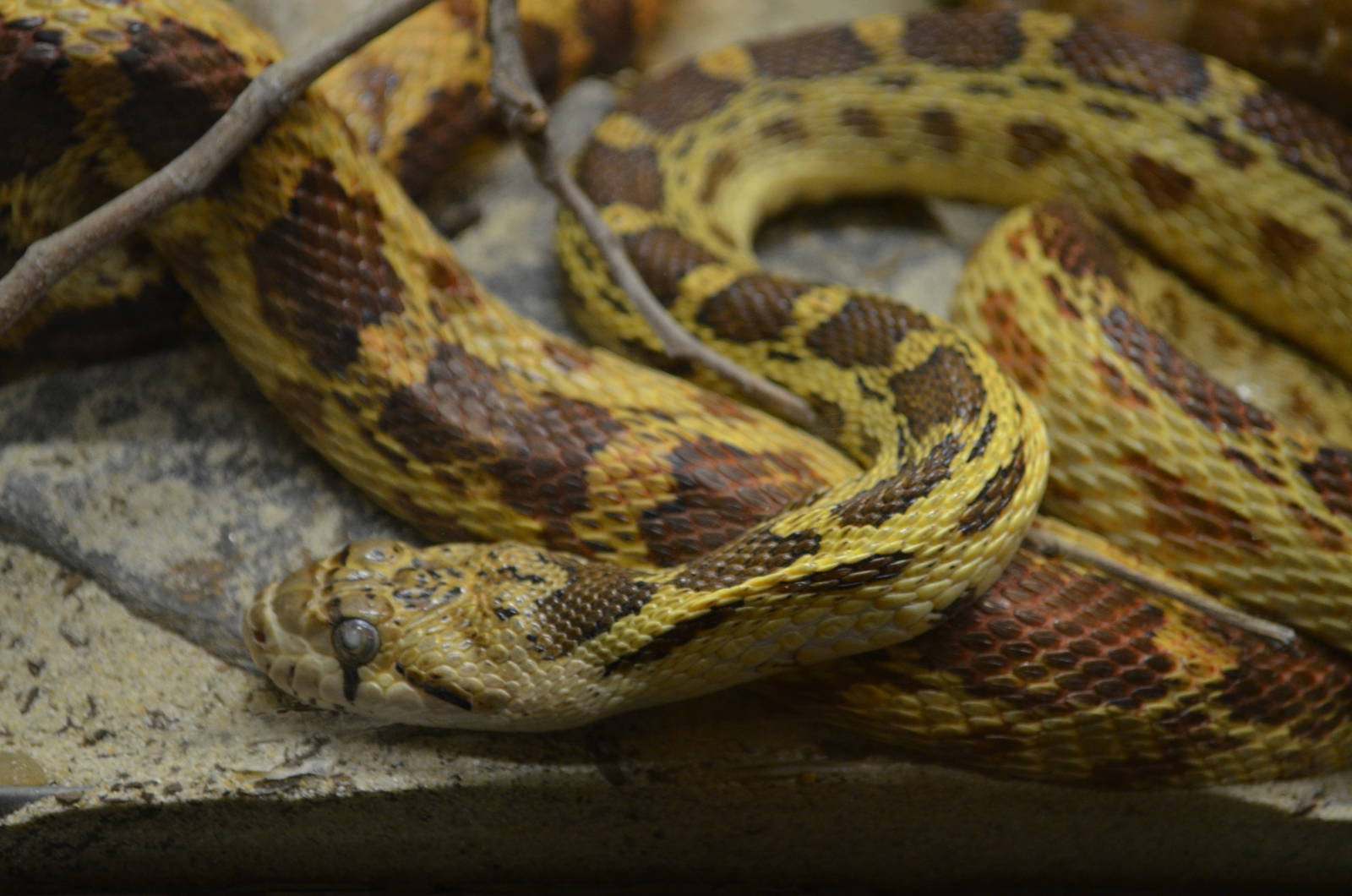 California Living Museum - Gopher Snake