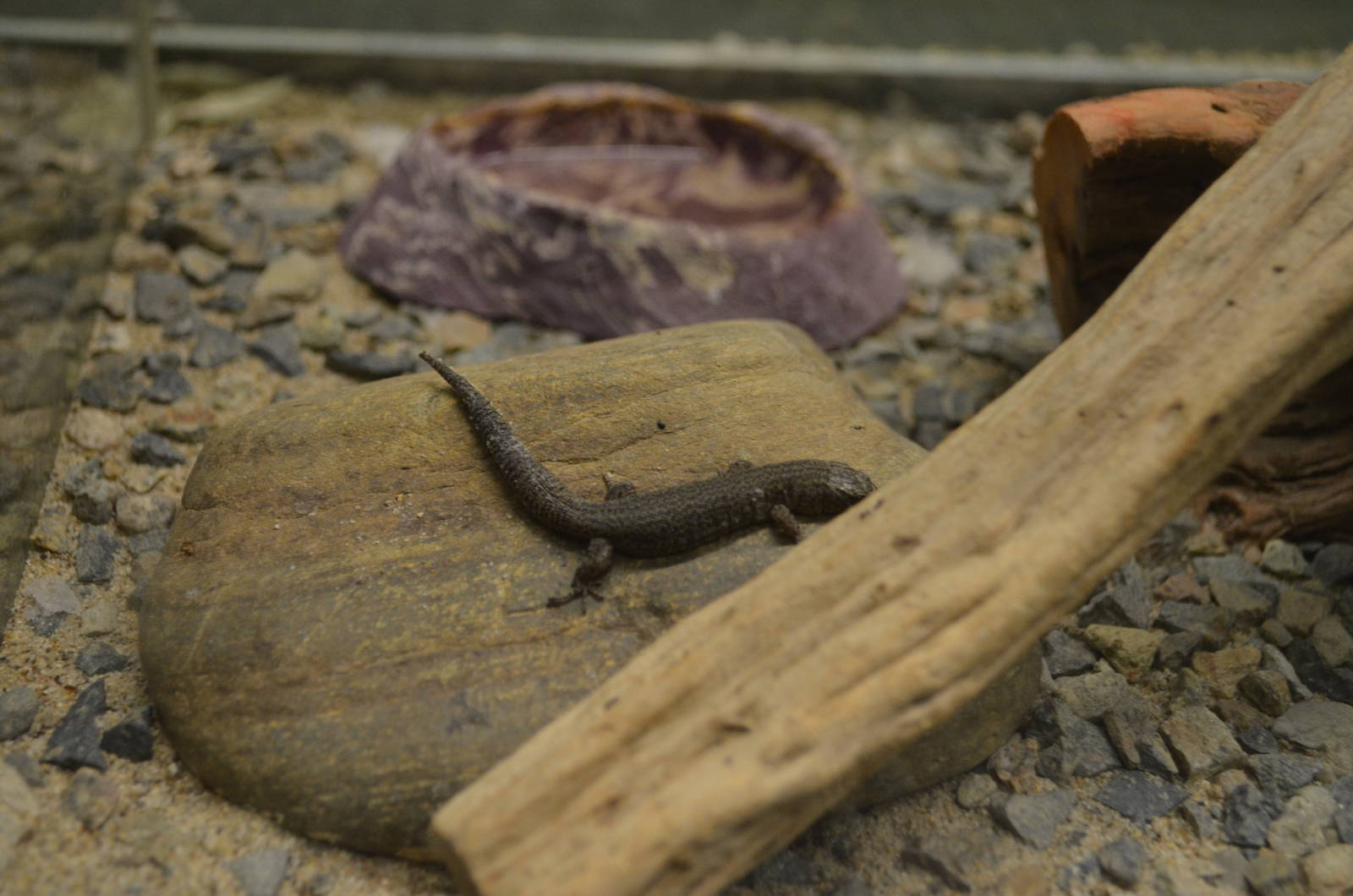 California Living Museum - Granite Night Lizard