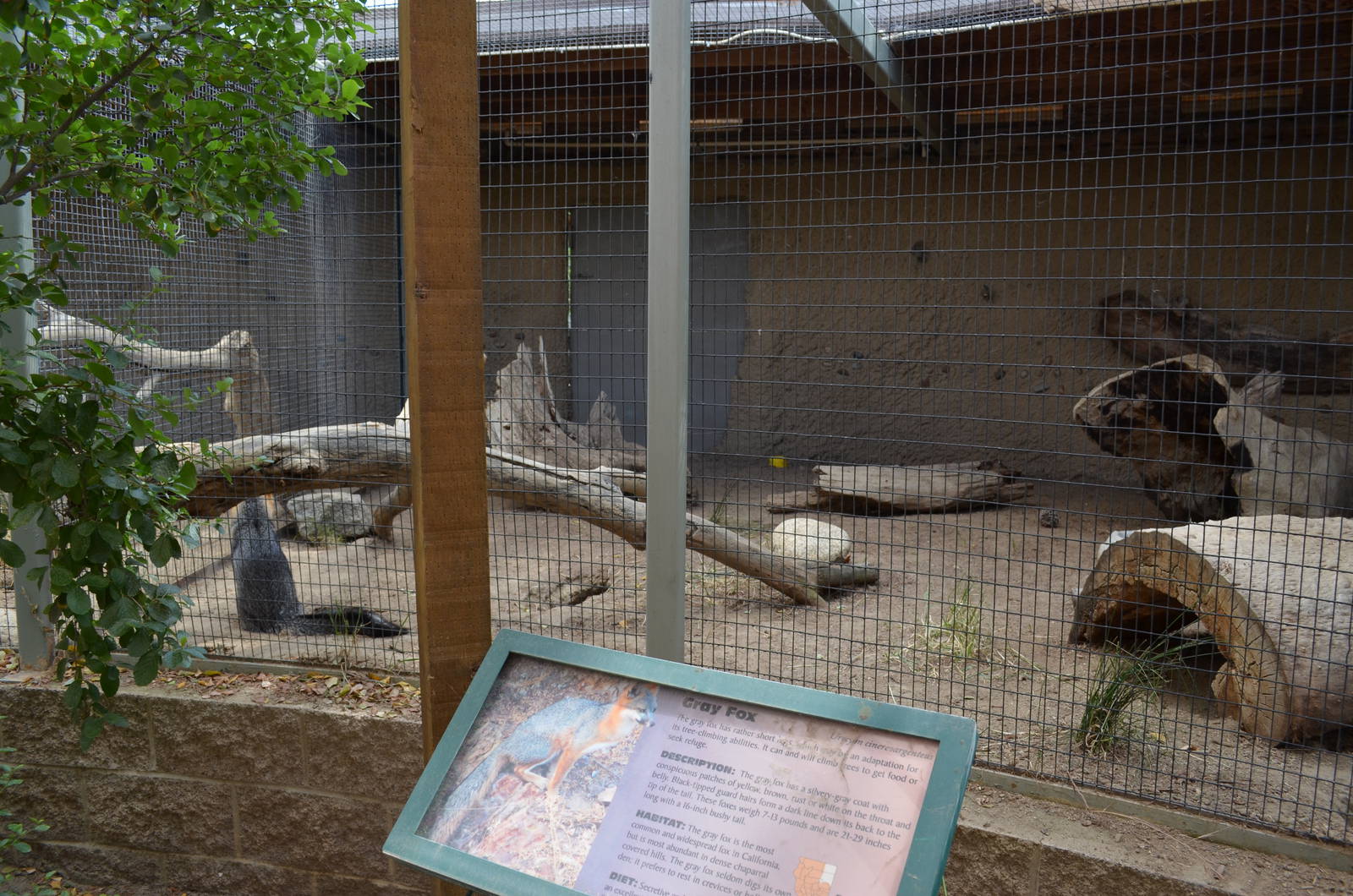 California Living Museum - Gray Fox