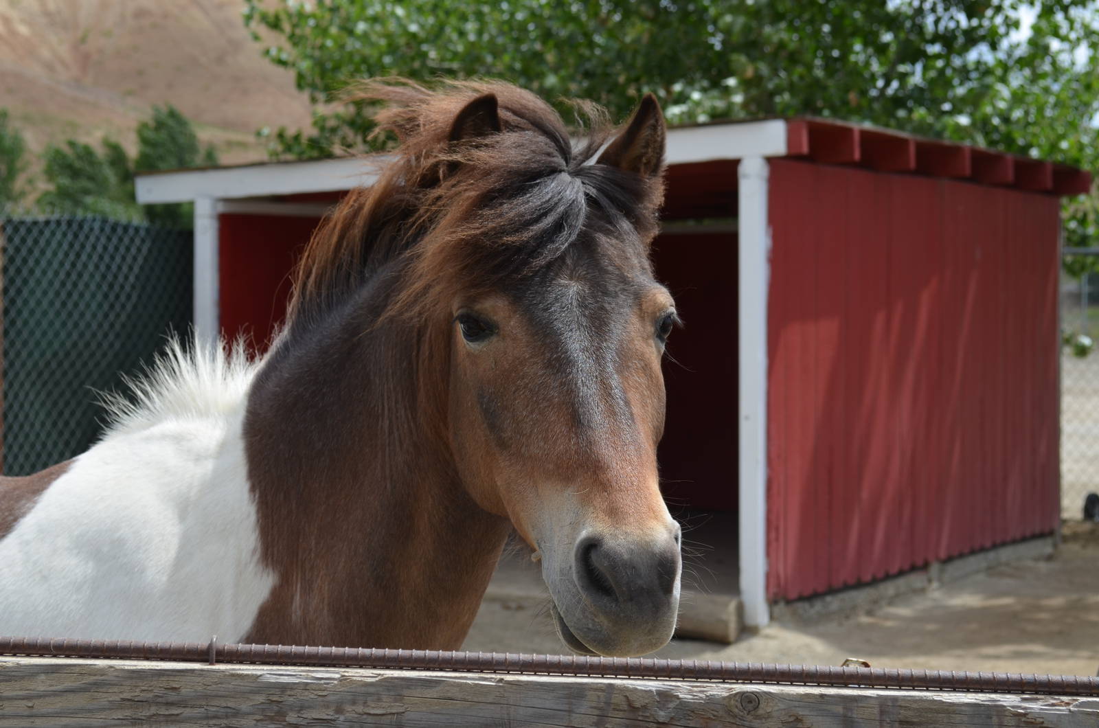 California Living Museum - Horse