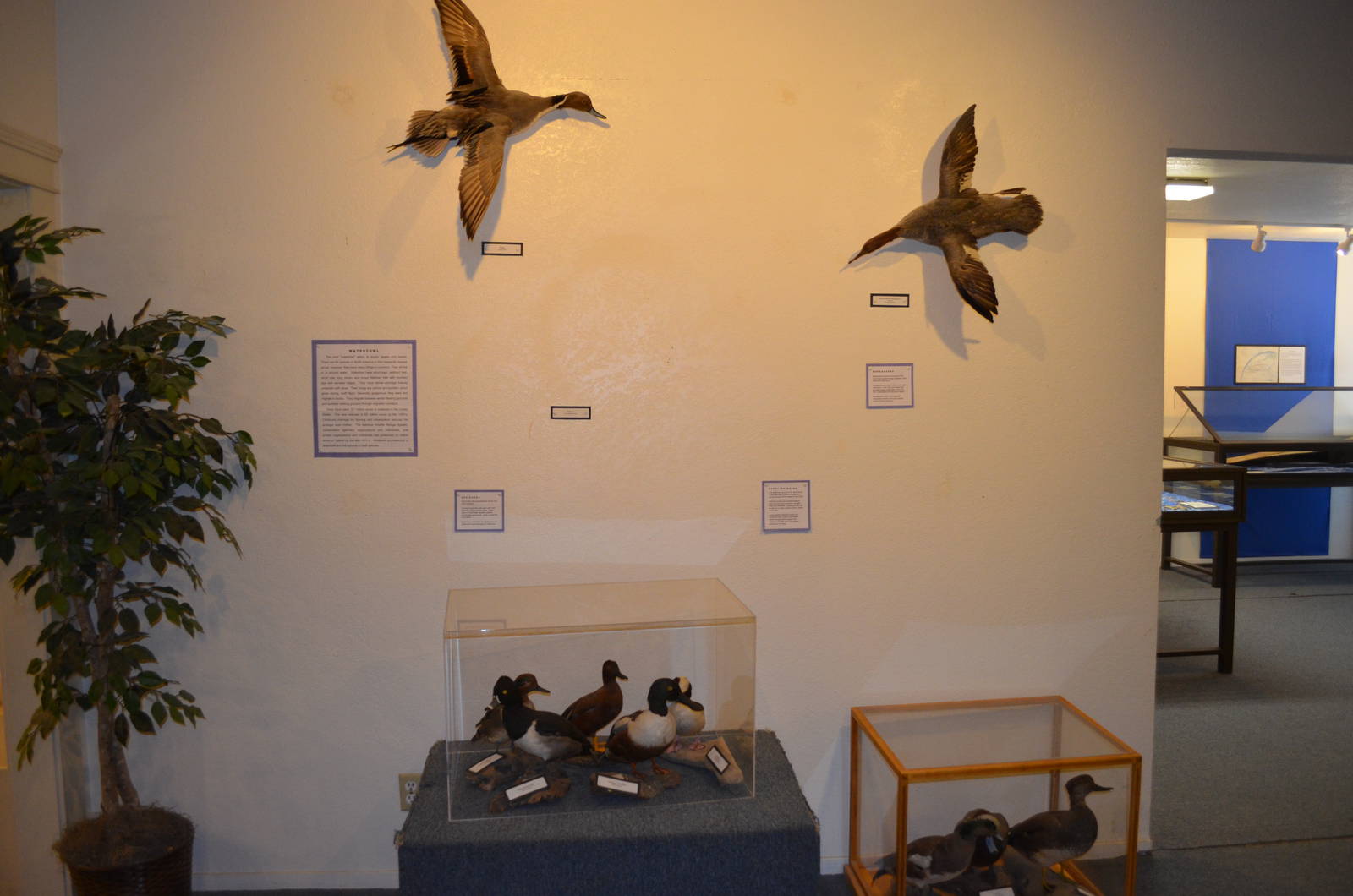 California Living Museum - Indoor Displays