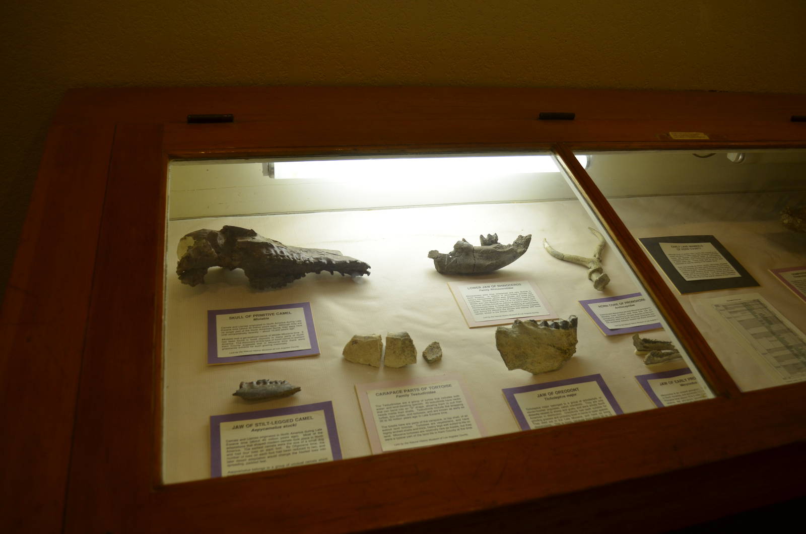 California Living Museum - Indoor Displays