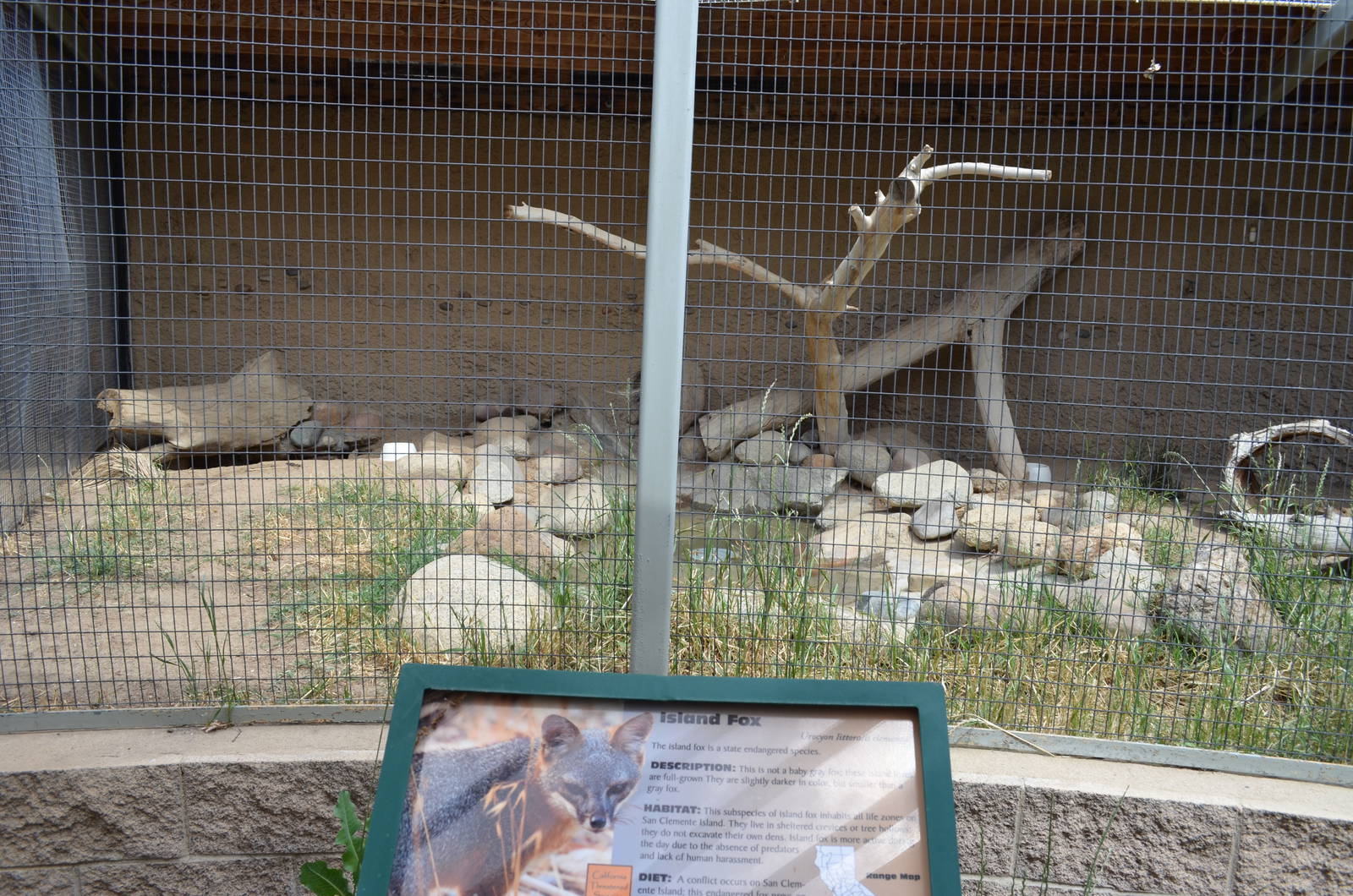 California Living Museum - Island Fox