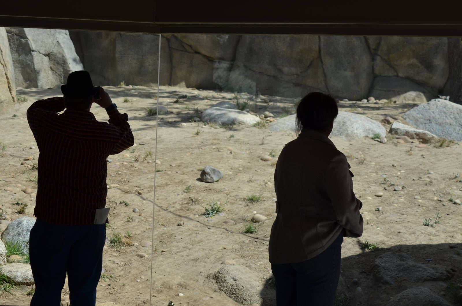 California Living Museum - Mountain Lion Habitat