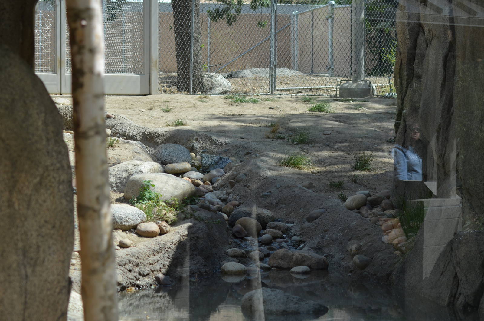 California Living Museum - Mountain Lion Habitat