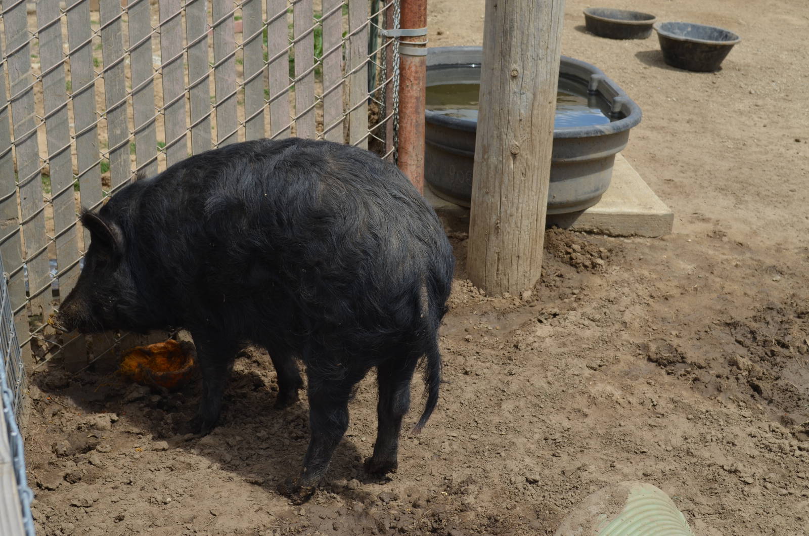 California Living Museum - Pig