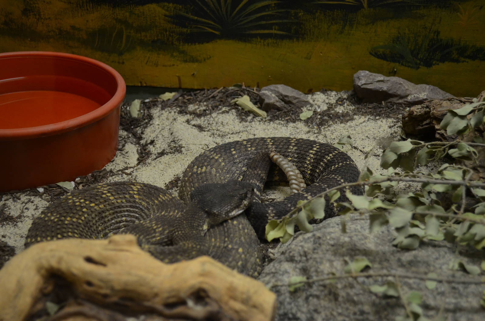 California Living Museum - Rattlesnake