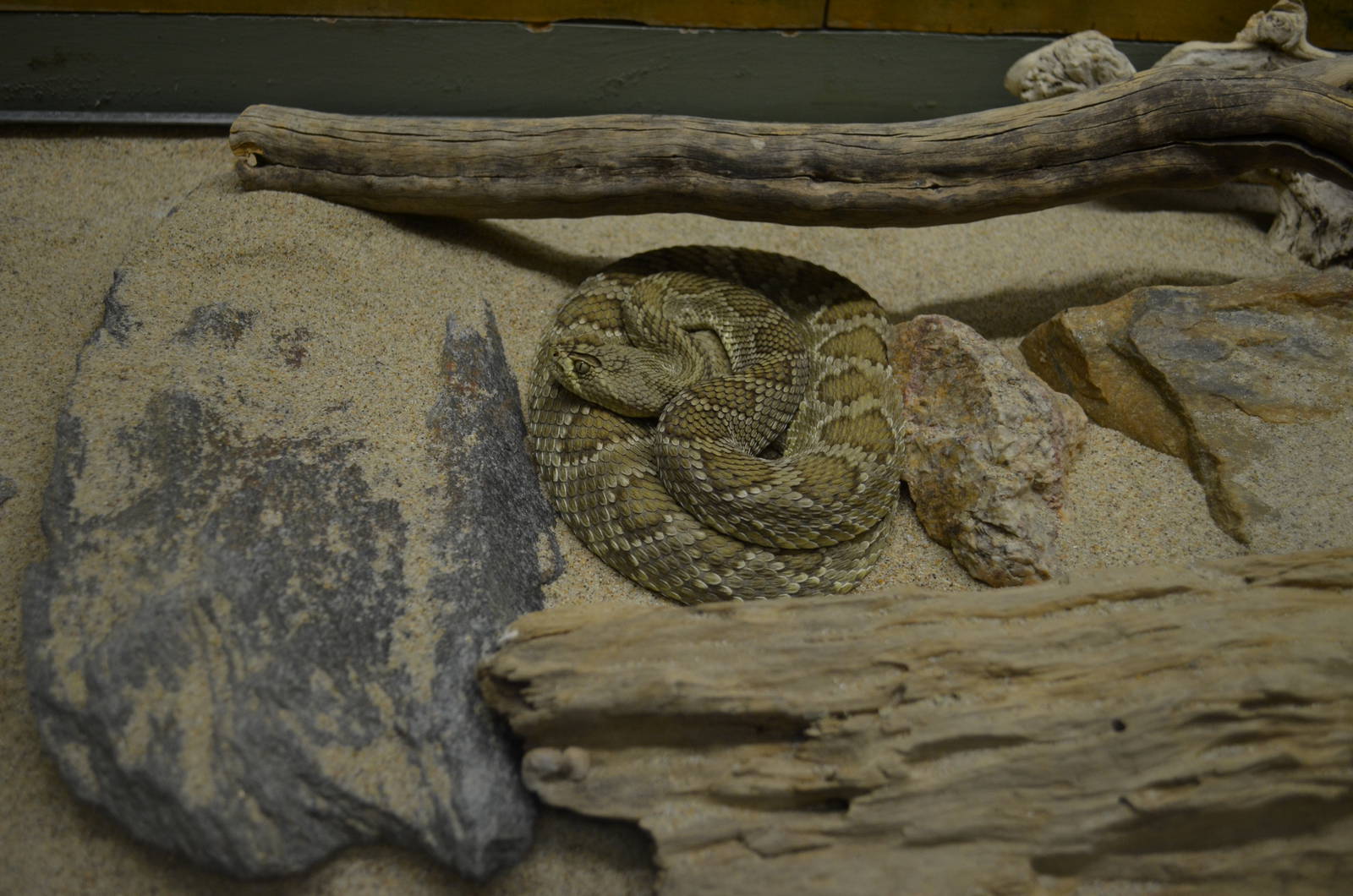 California Living Museum - Rattlesnake