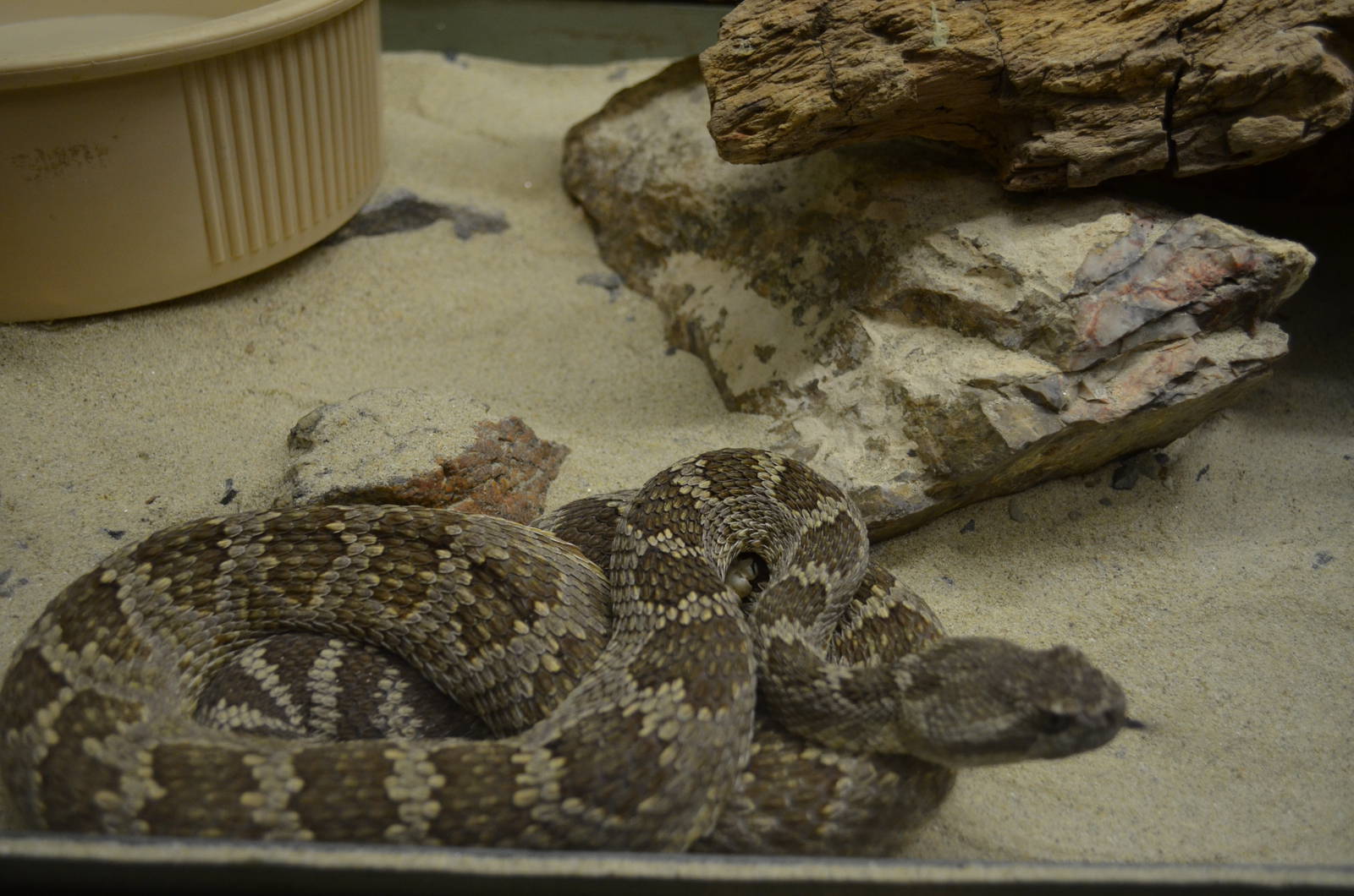 California Living Museum - Rattlesnake
